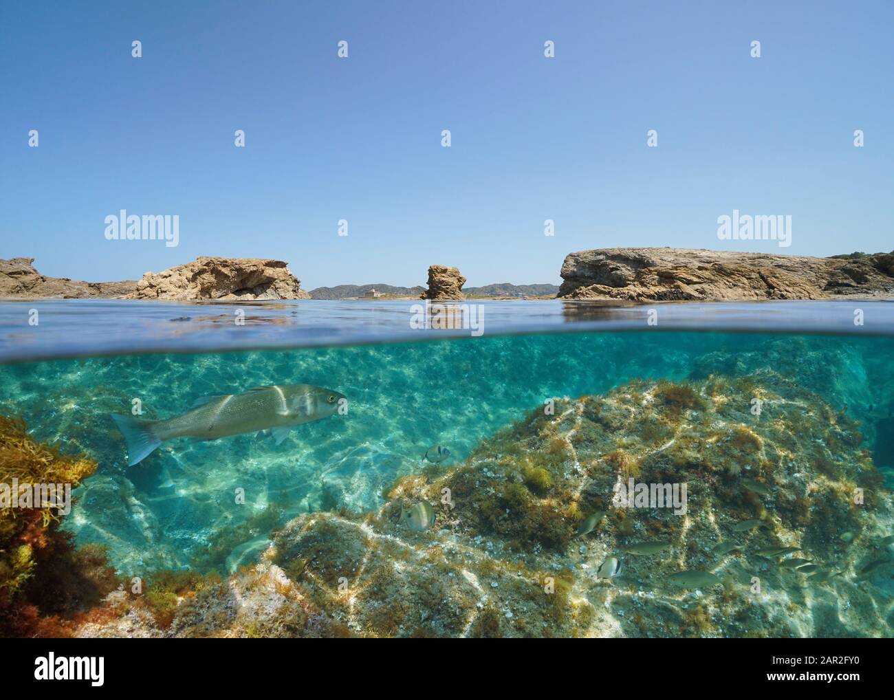 Mer Méditerranée, littoral rocheux avec poissons sous l'eau, vue partagée sous la surface de la mer, Espagne, Costa Brava, Catalogne, El Port de la Selva Banque D'Images