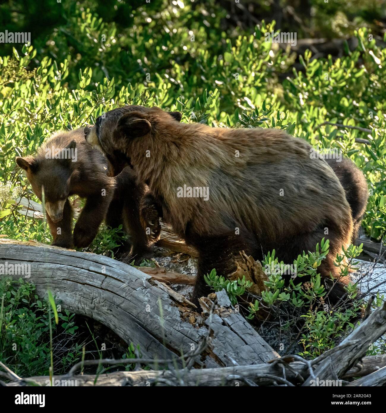Mère l'ours Grogne et Naine à Bear Cub qui arrive trop près Banque D'Images