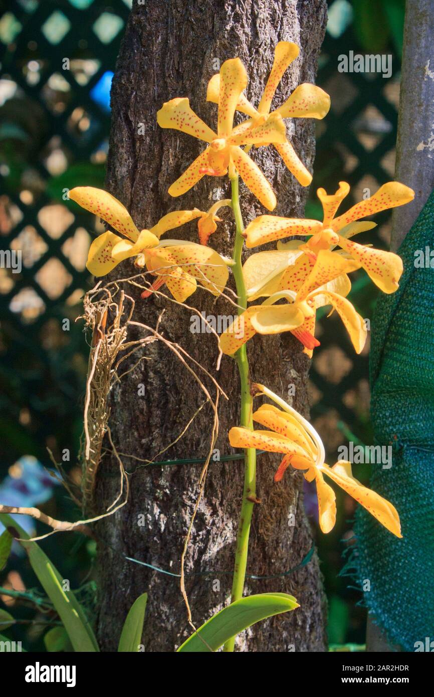 Moutarde jaune exotique jaune tropicale jaune orchidée Vanda sauvage au jardin botanique de Valombreuse en Guadeloupe Banque D'Images
