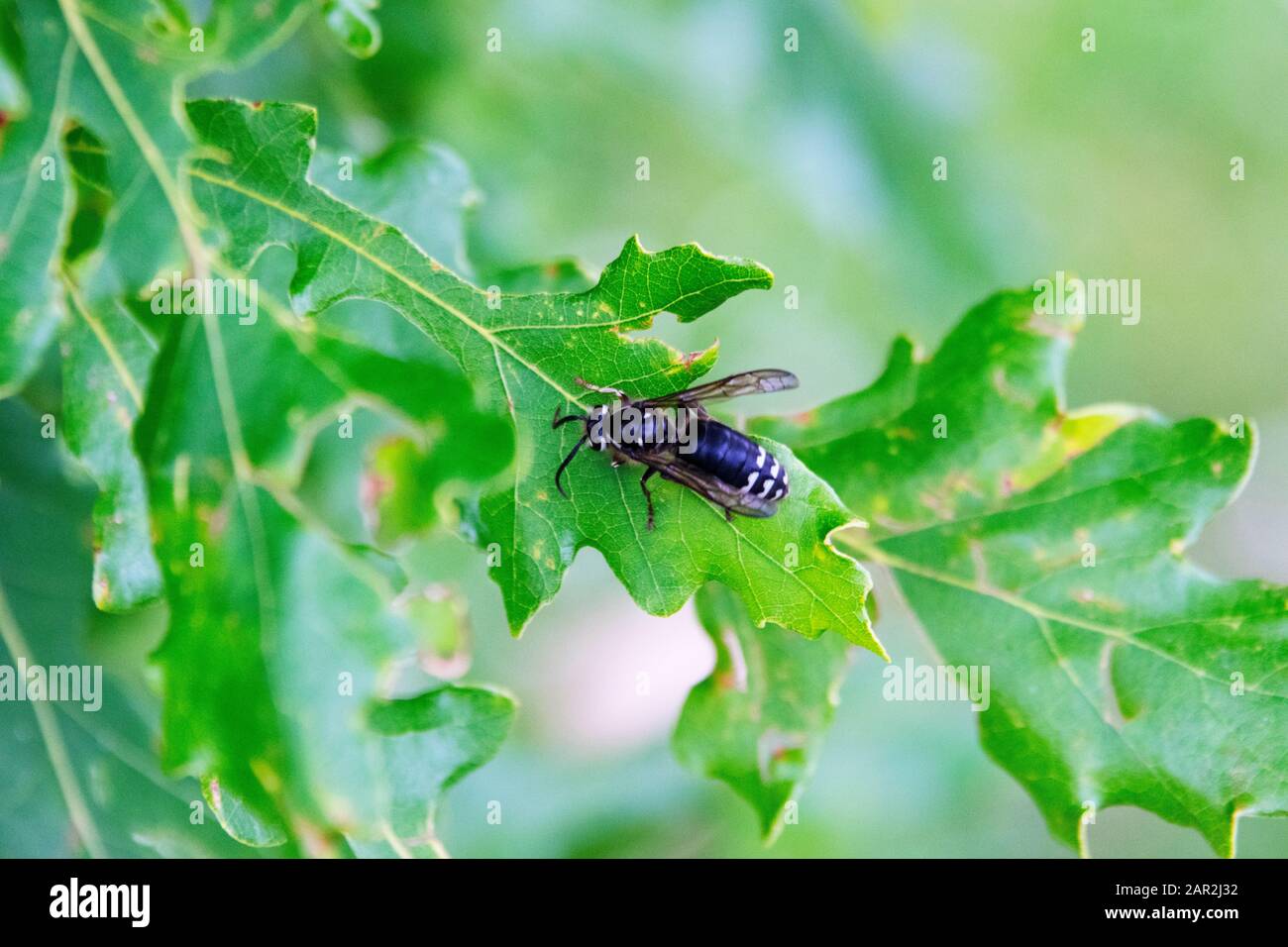 Abeille noire reposant sur une feuille Banque D'Images