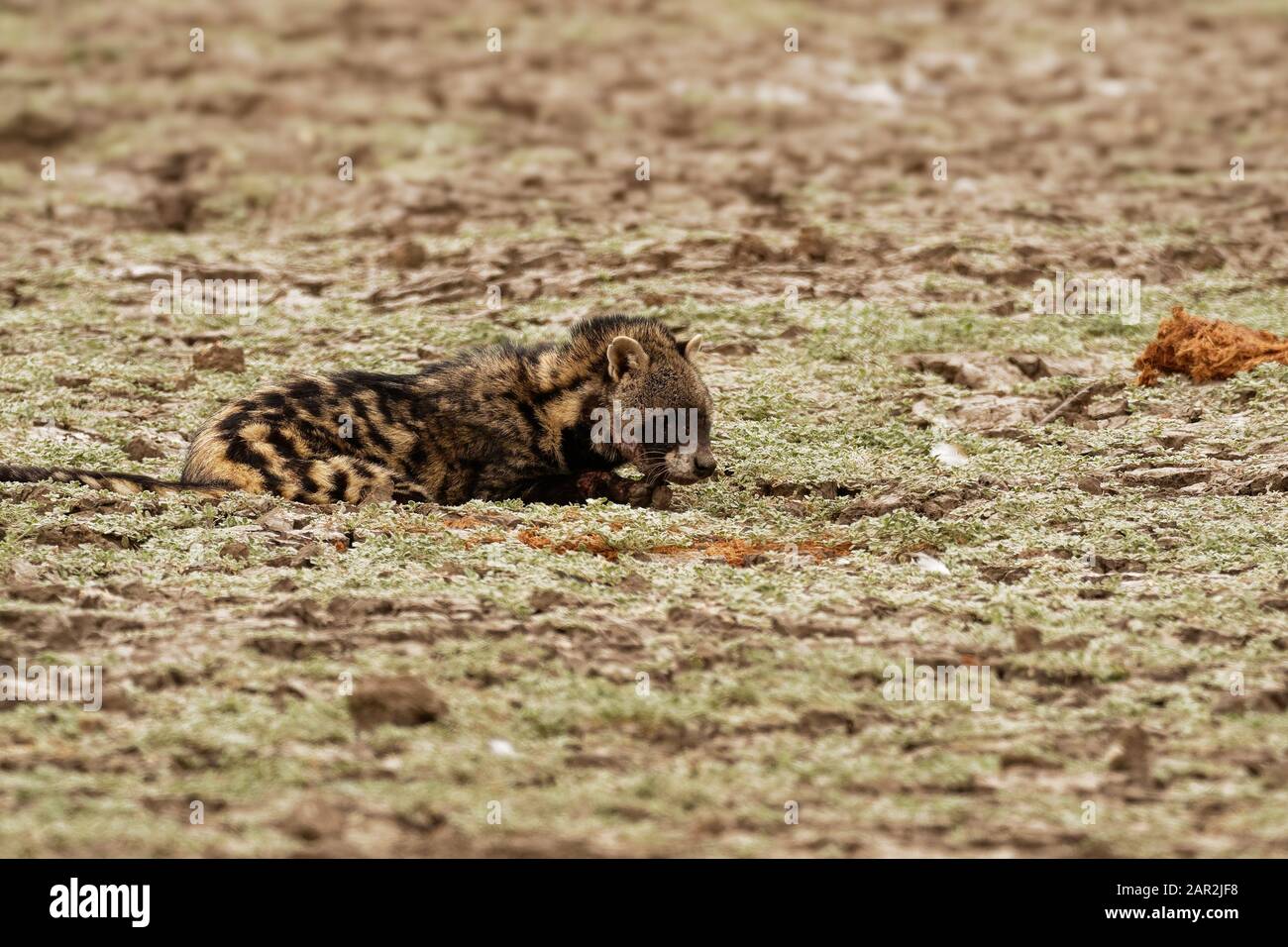 Civet africain - Civettictis Civetta grand viverrid originaire de l'Afrique subsaharienne, il est menacé par la chasse, et les individus pris dans la nature sont gardés FO Banque D'Images