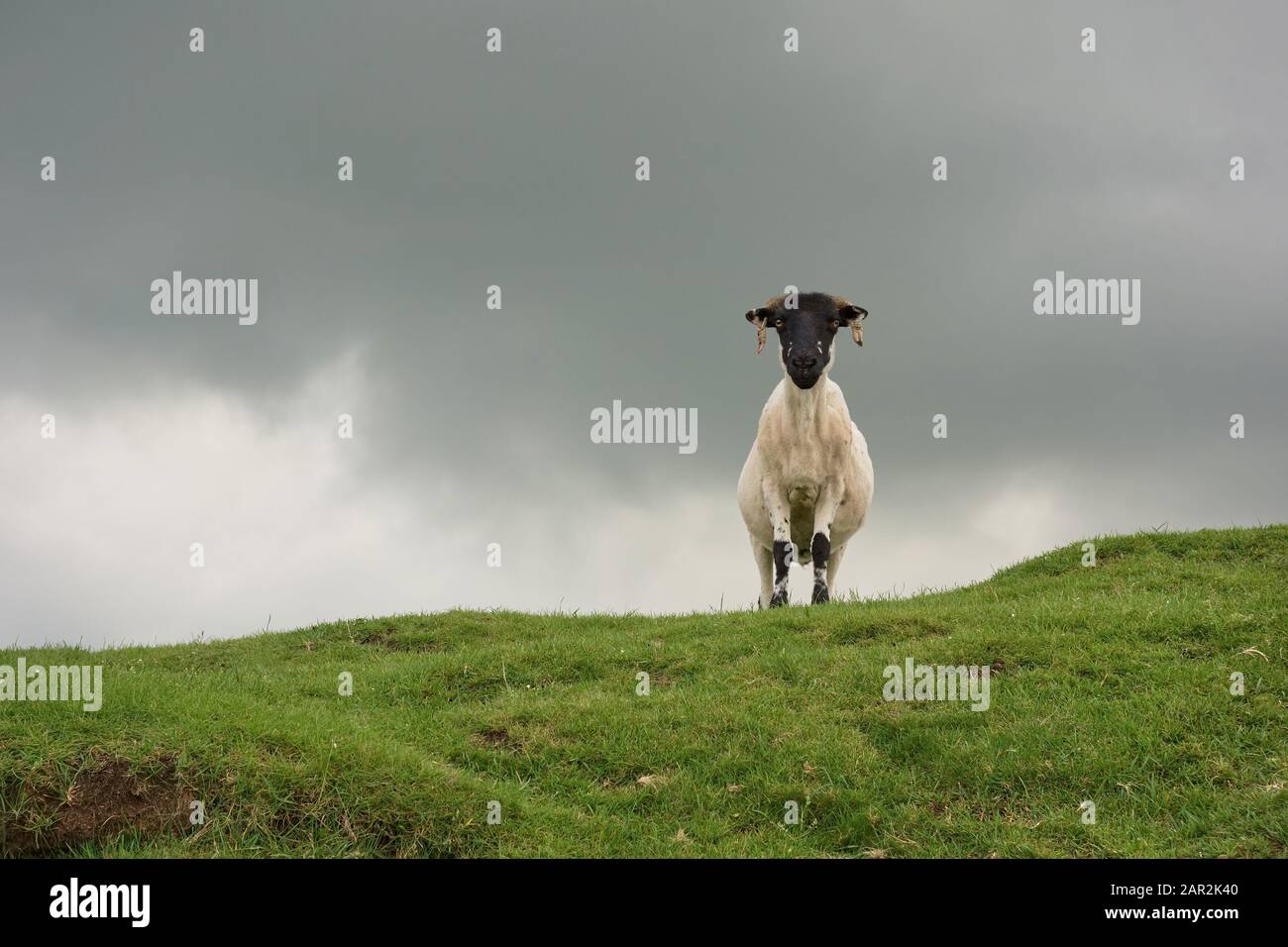 Mouton face noire sur l'écusson de la colline dans un champ vert en étoile au photographe sous un ciel gris nuageux Banque D'Images