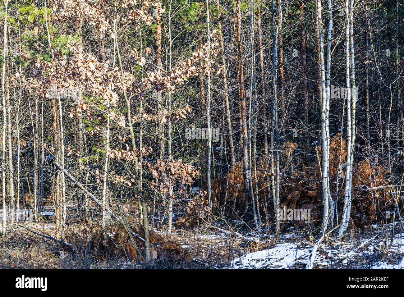 Paysage d'arbres d'hiver avec sous-croissance du bouleau et du pin Banque D'Images