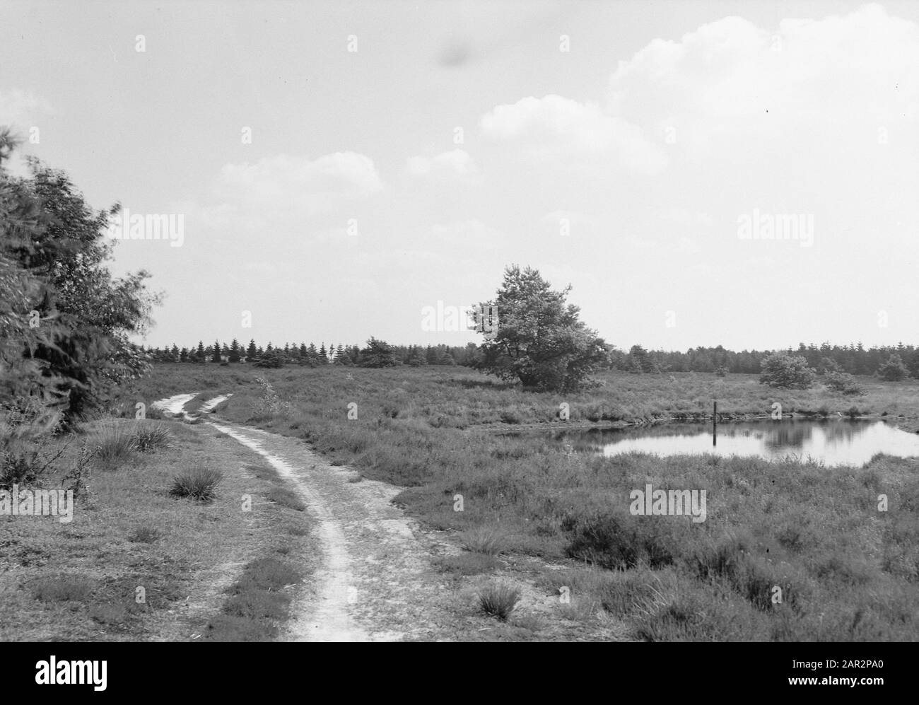 Réserve naturelle Oldenzaalse veen, Lonneker Date: Non daté lieu: Lonneker, Overijssel, Twente mots clés: Réserves naturelles, beauté naturelle, terres sauvages Banque D'Images