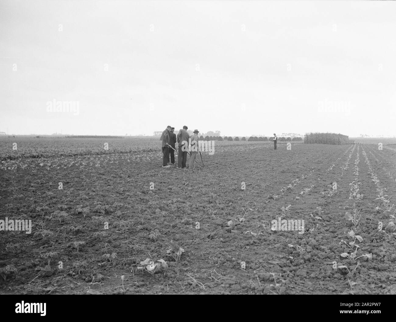 Allocations, cultures, travailleurs, travail, kale, Malburgen Date: Non daté lieu: Malburgen mots clés: Travailleurs, cultures, allocations, travail Nom personnel: Boerenkool Banque D'Images
