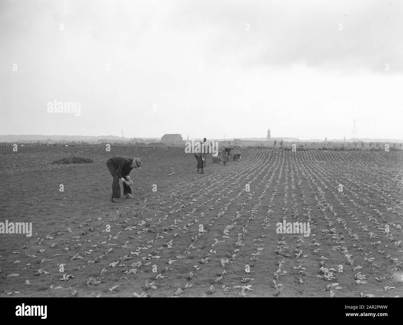 Plantes d'endive comme natéelt Date: Non daté lieu: Malburgen mots clés: Travailleurs, cultures, allotissements, travail Banque D'Images