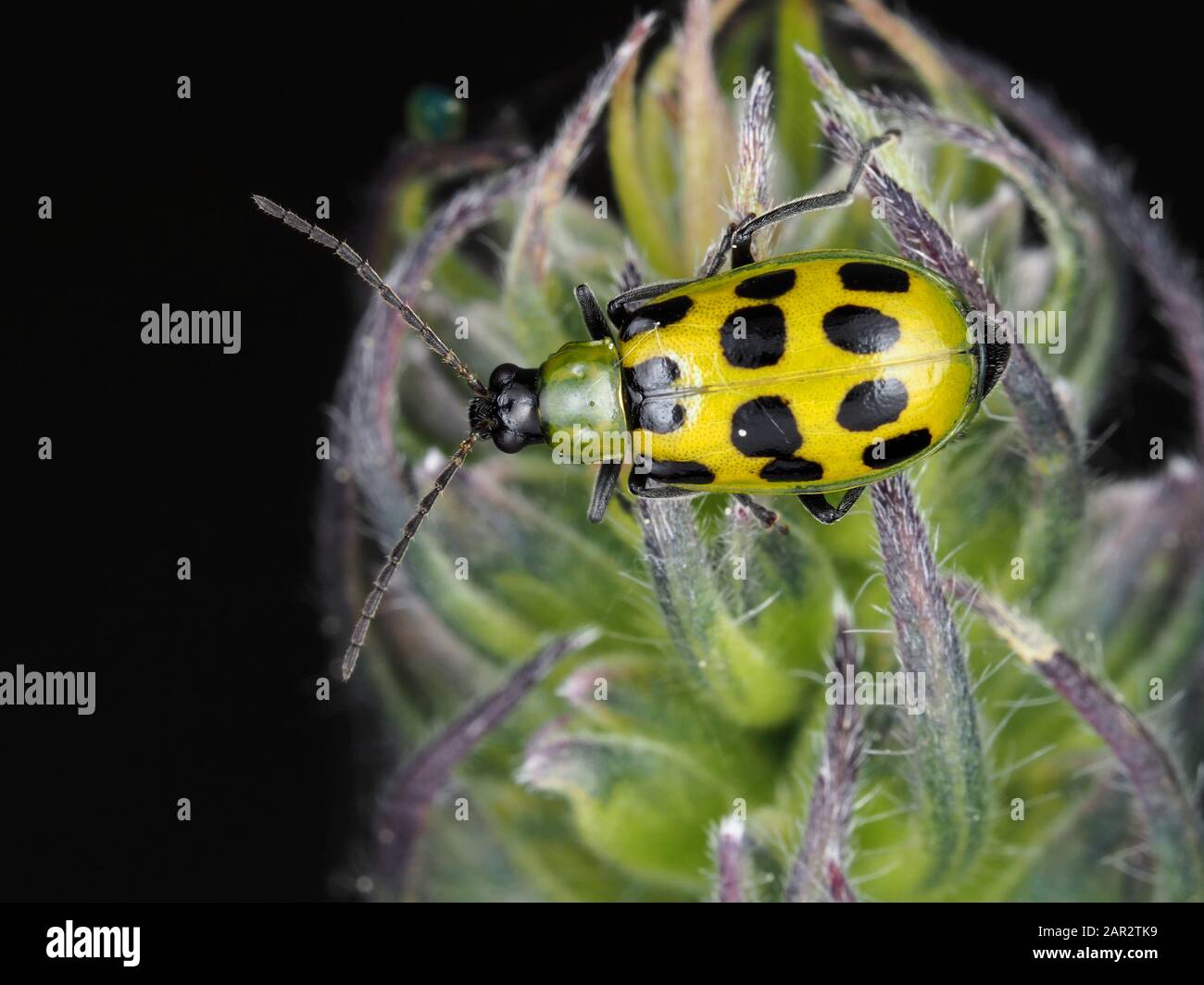 Coléoptère tacheté (Diabrotica undecimpunctata) dans l'État de Washington, États-Unis Banque D'Images