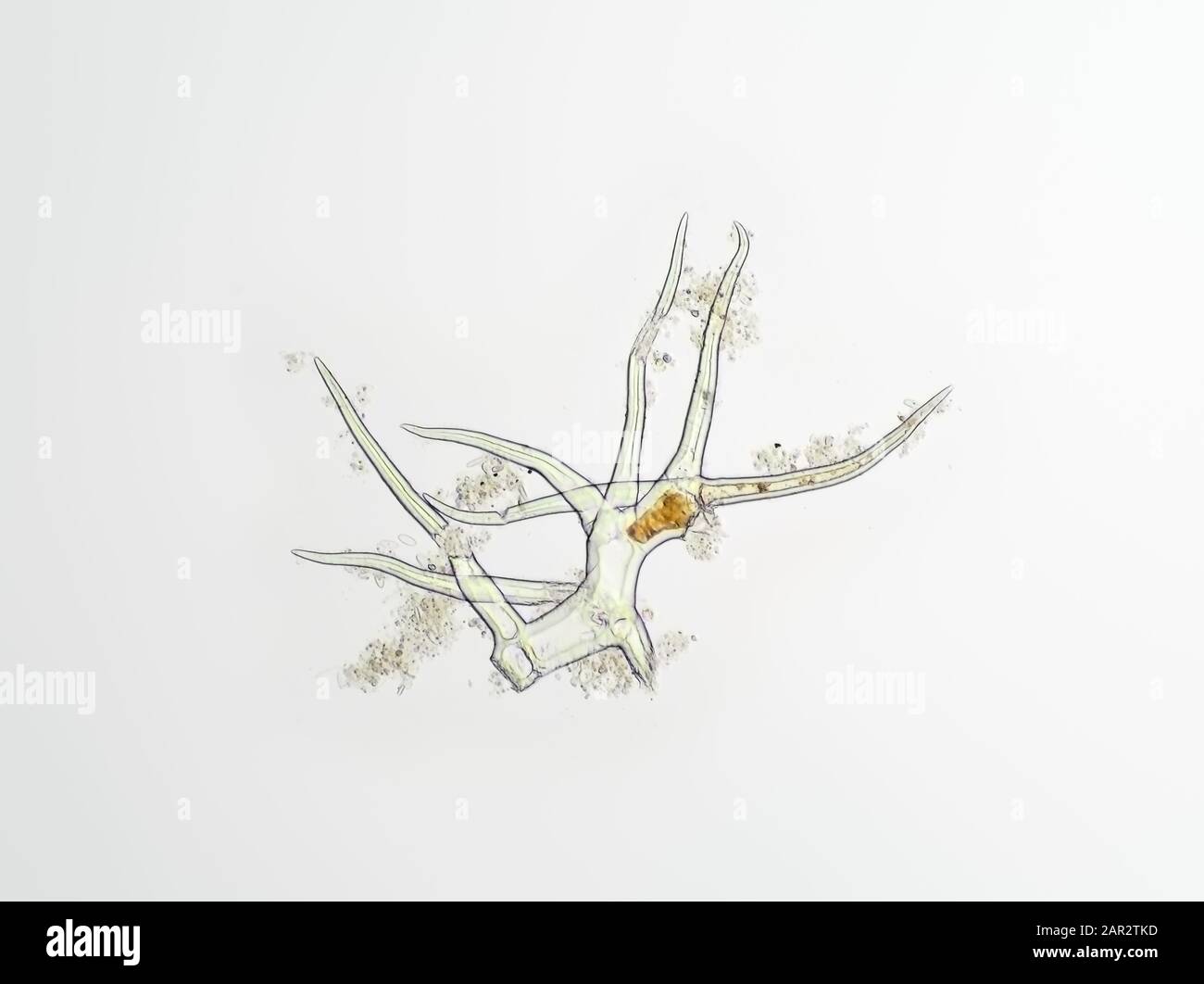 Trichhome - poils de plantes - sous le microscope, le champ de vision horizontal est d'environ 0,58 mm Banque D'Images