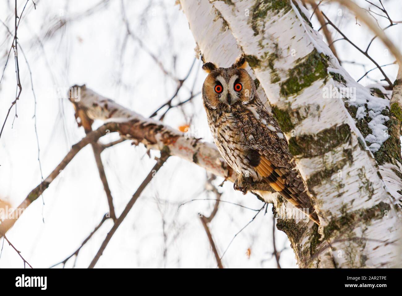 owl avec ses yeux large ouvert repose sur un arbre Banque D'Images
