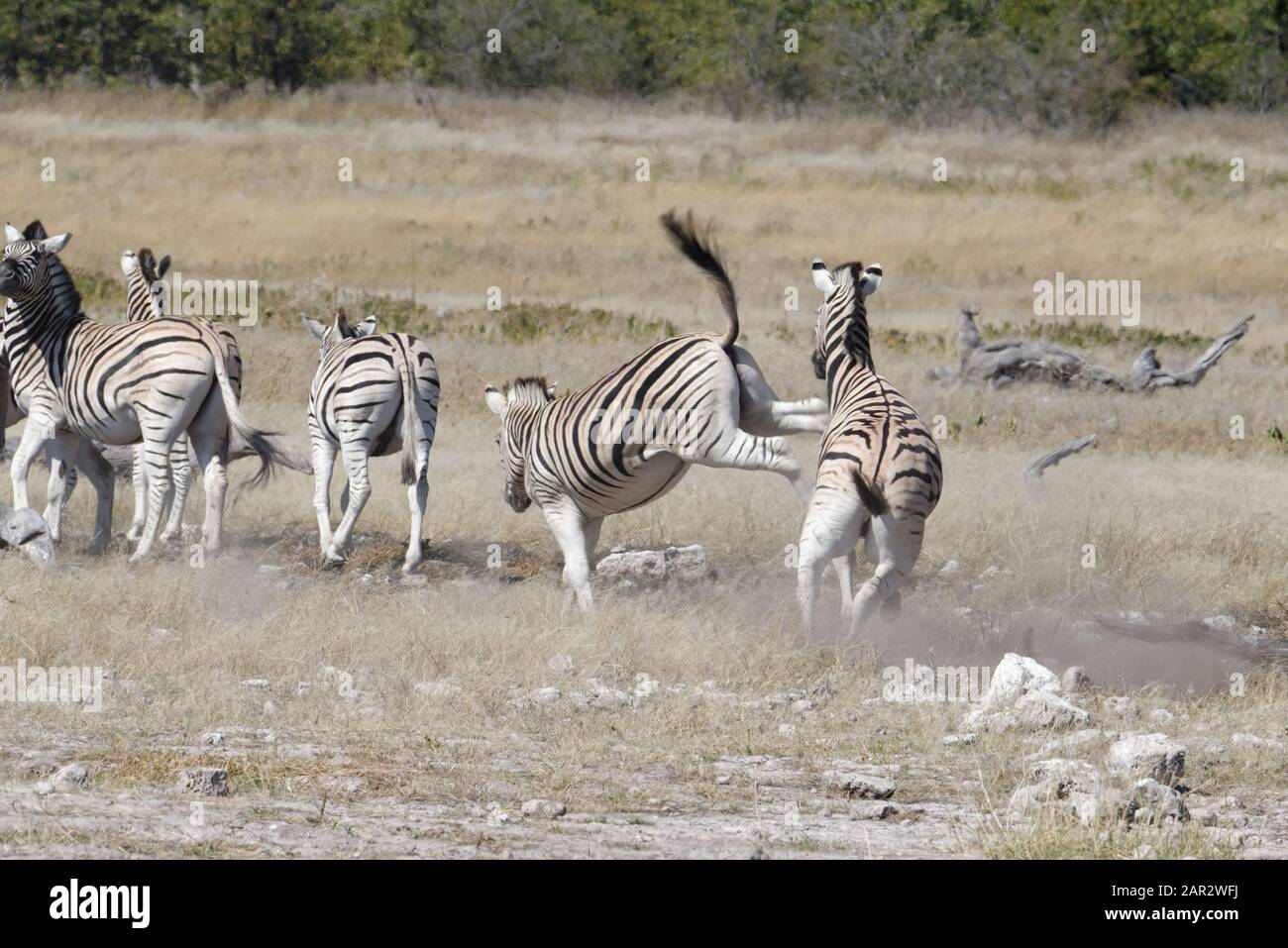 Un zèbre est debout sur ses pattes avant, sa queue est haute, tandis qu'il donne un coup de pied à un autre zèbre, Namibie, Afrique. Agression zèbre. Banque D'Images