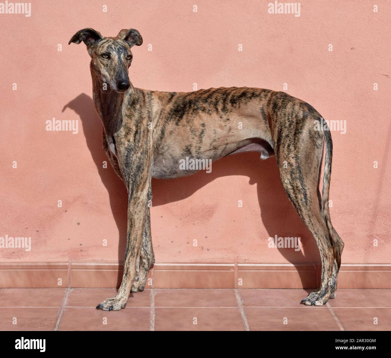 Espagnol greyhound.Homme Banque D'Images