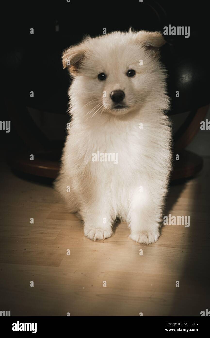 Chiot Berger Blanc Allemand Dans Le Salon Banque D'Images