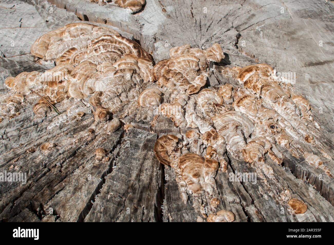 Les champignons en bois se rapprochés de la surface du tronc de l'arbre découpé Banque D'Images