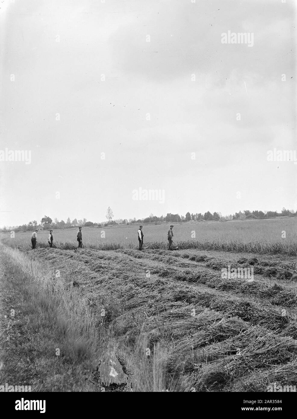 Hommes, fauchage, étangs de poissons secs, avoine Date: Non daté mots clés: Étangs de poissons secs, fauchage, hommes Nom personnel: Avoine Banque D'Images