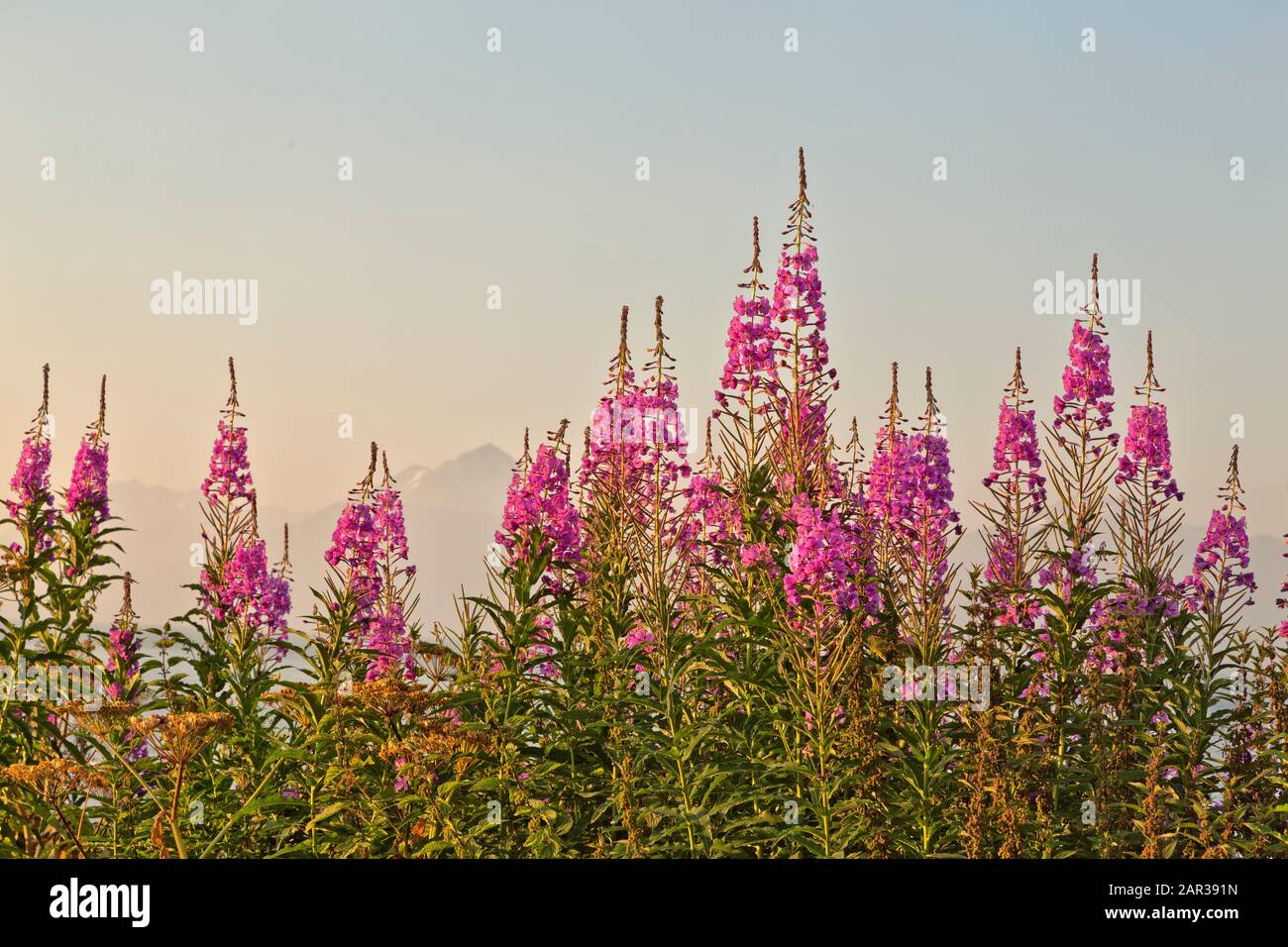 Floraison des mauvaises herbes, lumière du matin, vallée de Matanuska Susitna. 'Chamerion angustifolium Holub'. Banque D'Images