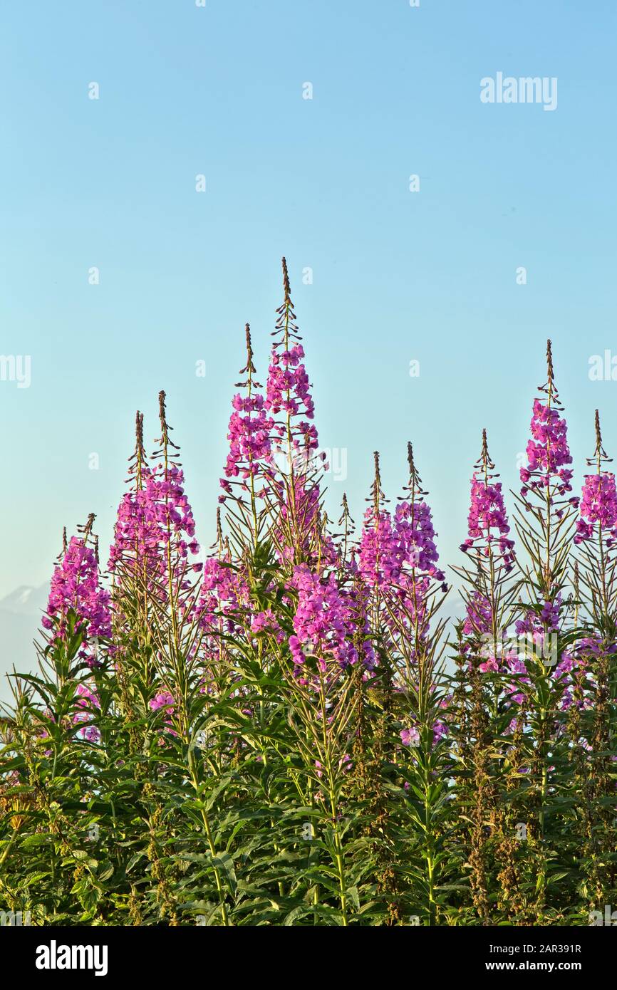 Floraison des mauvaises herbes, mi-juillet, lumière du matin, Matanuska Susitna Valley. 'Chamerion angustifolium Holub'. Banque D'Images