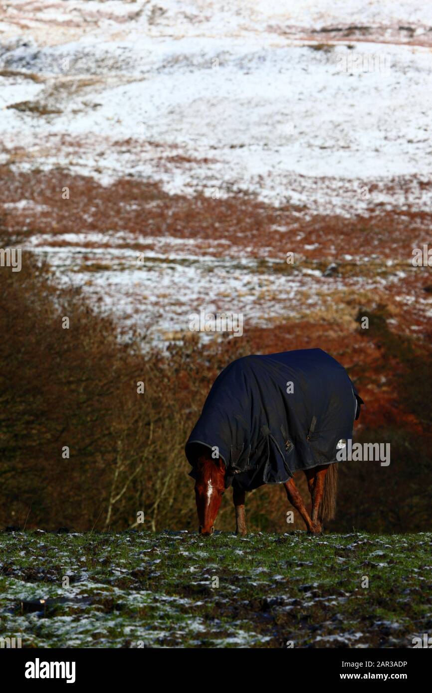 Le cheval pacage dans le champ près de Nant y Moel dans la haute vallée d'Ogmore avec une chute de neige d'une nuit sur les collines derrière, Mid Glamourgan, Pays de Galles du Sud, Royaume-Uni Banque D'Images