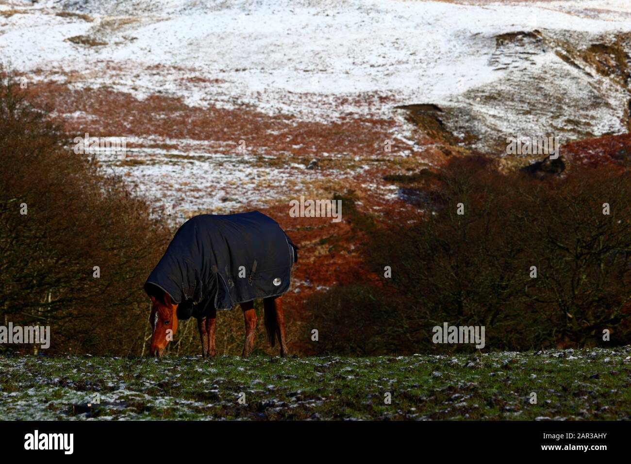 Le cheval pacage dans le champ près de Nant y Moel dans la haute vallée d'Ogmore avec une chute de neige d'une nuit sur les collines derrière, Mid Glamourgan, Pays de Galles du Sud, Royaume-Uni Banque D'Images