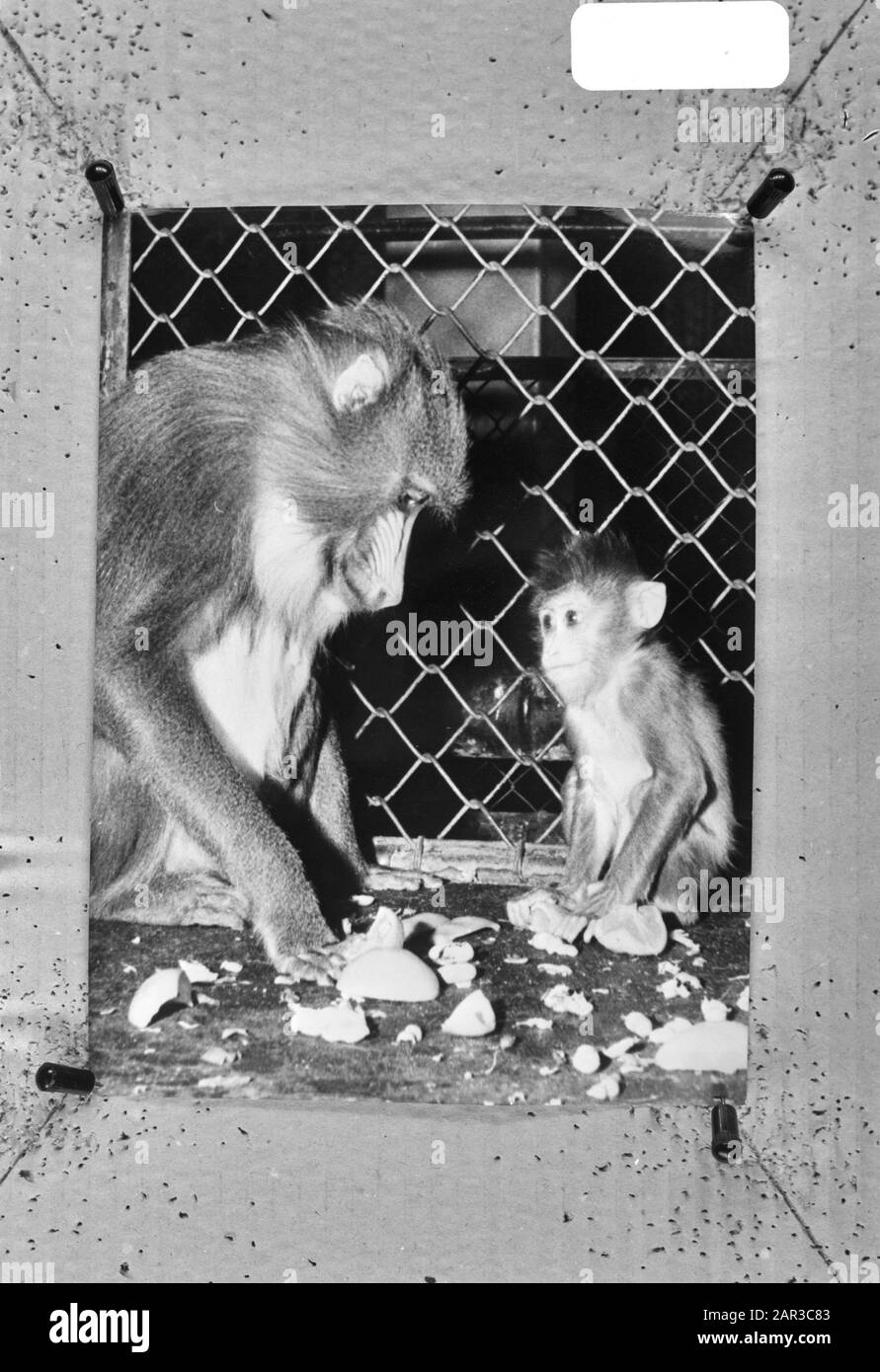Mandril (singe) Fete with baby Ginny in London Zoo Date: 29 septembre 1971 lieu: Great Britain, London mots clés: Singes Banque D'Images