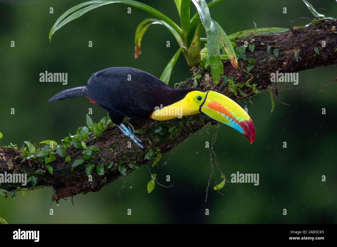 Toucan à carène sous la pluie - La Laguna del Lagarto Lodge - Boca Tapada, San Carlos, Costa Rica Banque D'Images