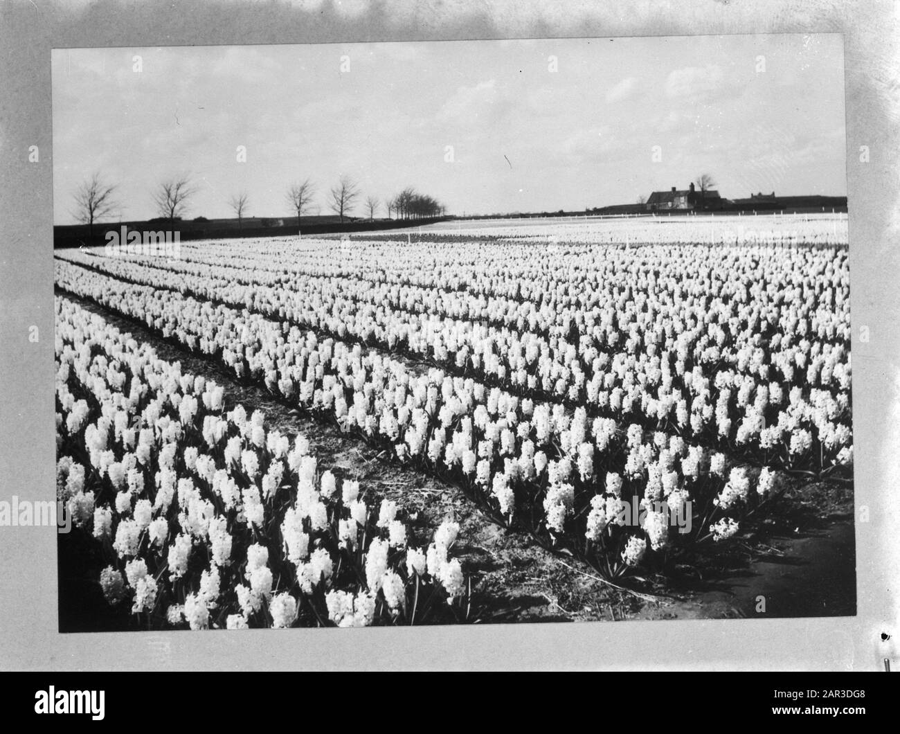 Jacinthveld In Spalding (Hollande, Lincolnshire) (Prague) Date : 1943 Lieu : Grande-Bretagne, Lincolnshire, Spalding Mots Clés : Champs De Fleurs, Hyacinthen, Seconde Guerre Mondiale Banque D'Images
