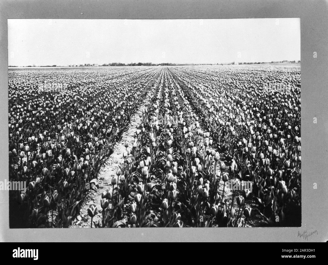 [Champ de tulipes à Spalding, Lincolnshire, Angleterre] Date : 1943 lieu : Grande-Bretagne, Lincolnshire, Spalding mots clés : champs de fleurs, seconde Guerre mondiale Banque D'Images