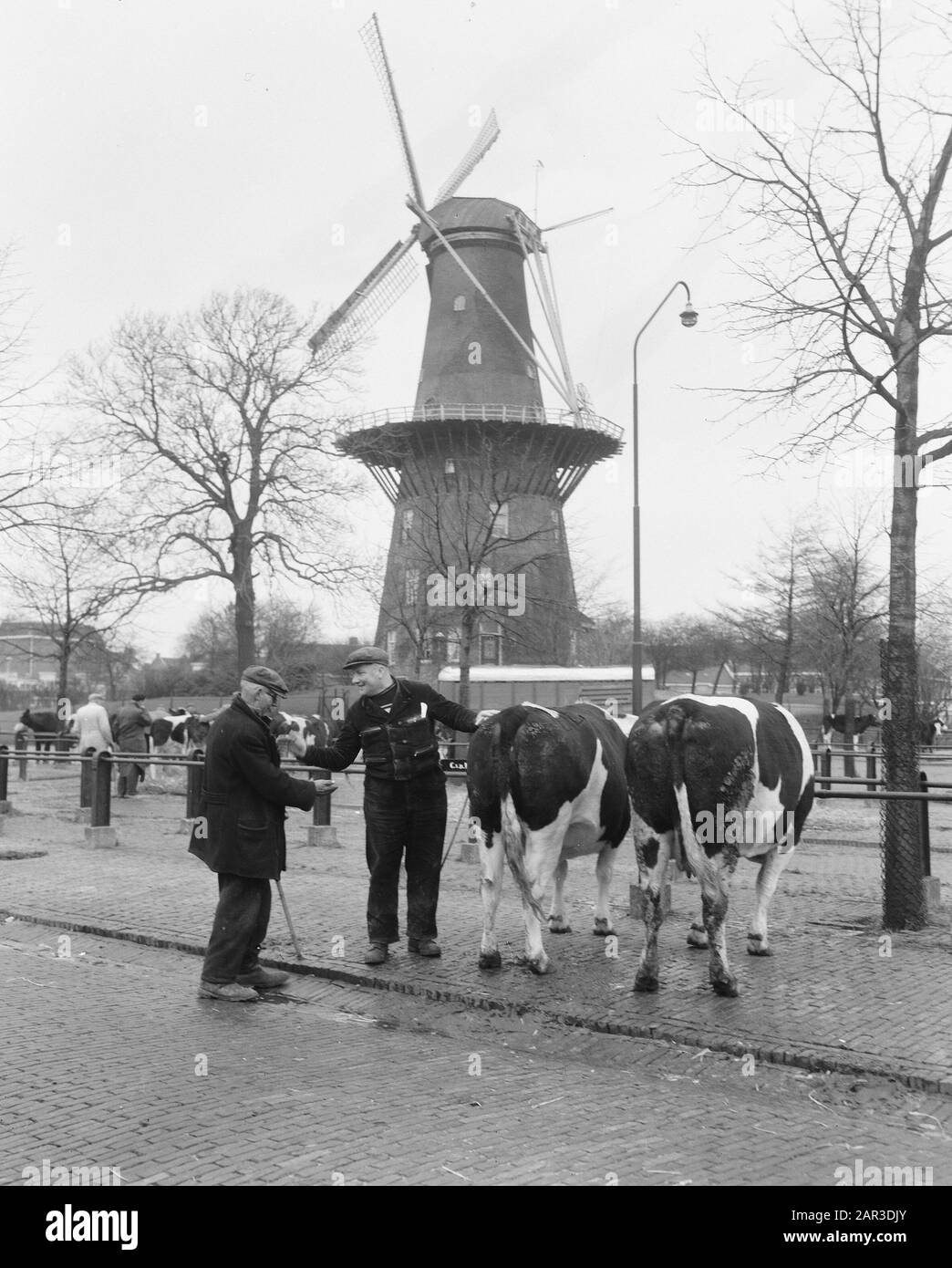 Marché du bétail de Noël Leiden. Commerce du bétail avec moulin Date: 14 décembre 1956 lieu: Leiden, Zuid-Holland mots clés: Molens, bétail Banque D'Images