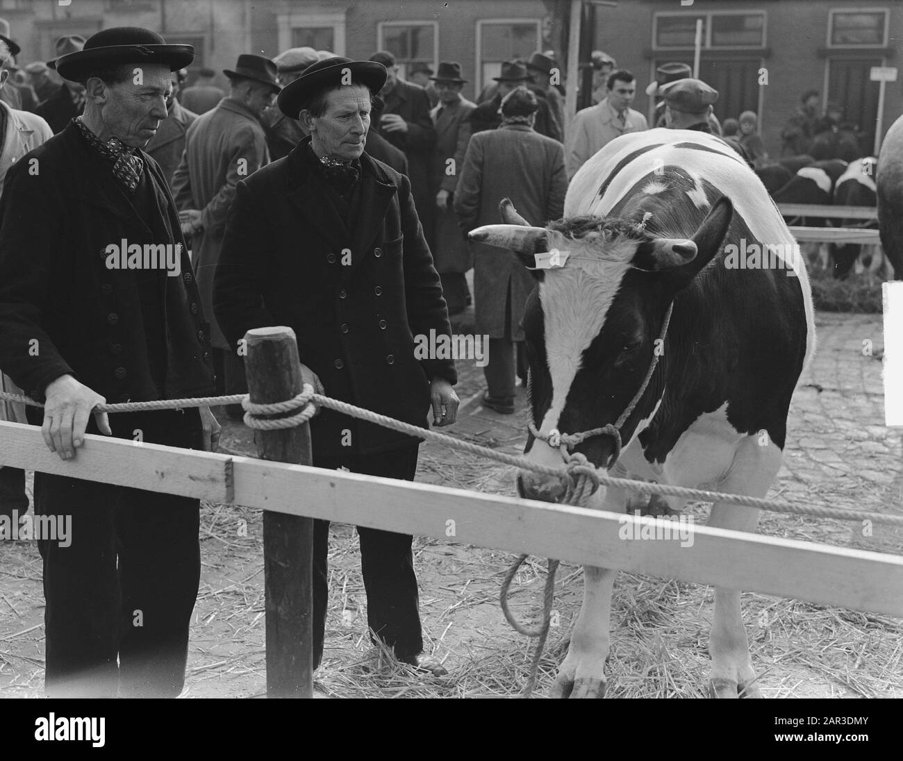 Marché du bétail de Pâques en Goes Date: 6 mars 1951 lieu: Goes mots clés: Marchands, bétail Banque D'Images