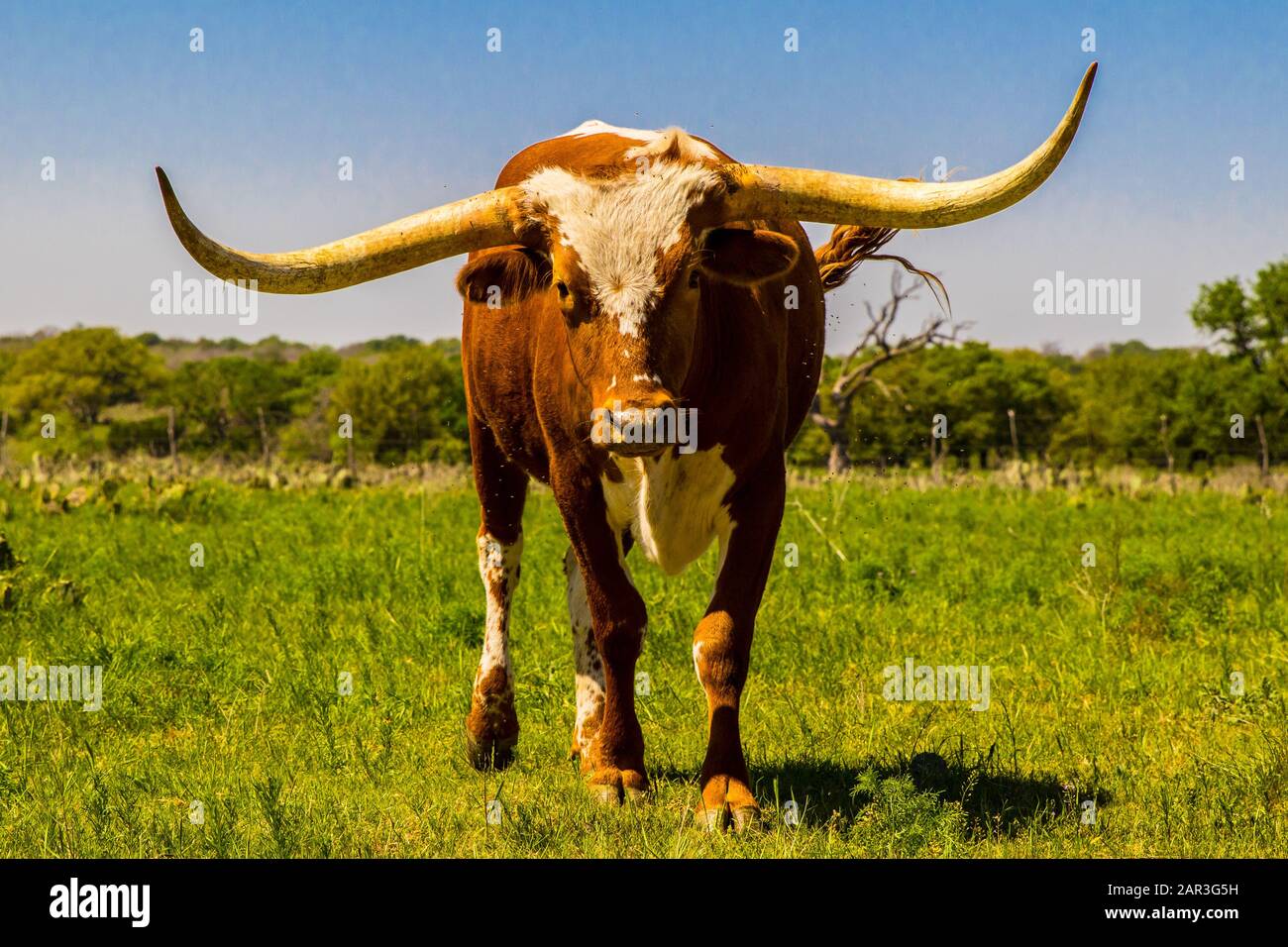 Texas Longhorn Banque D'Images