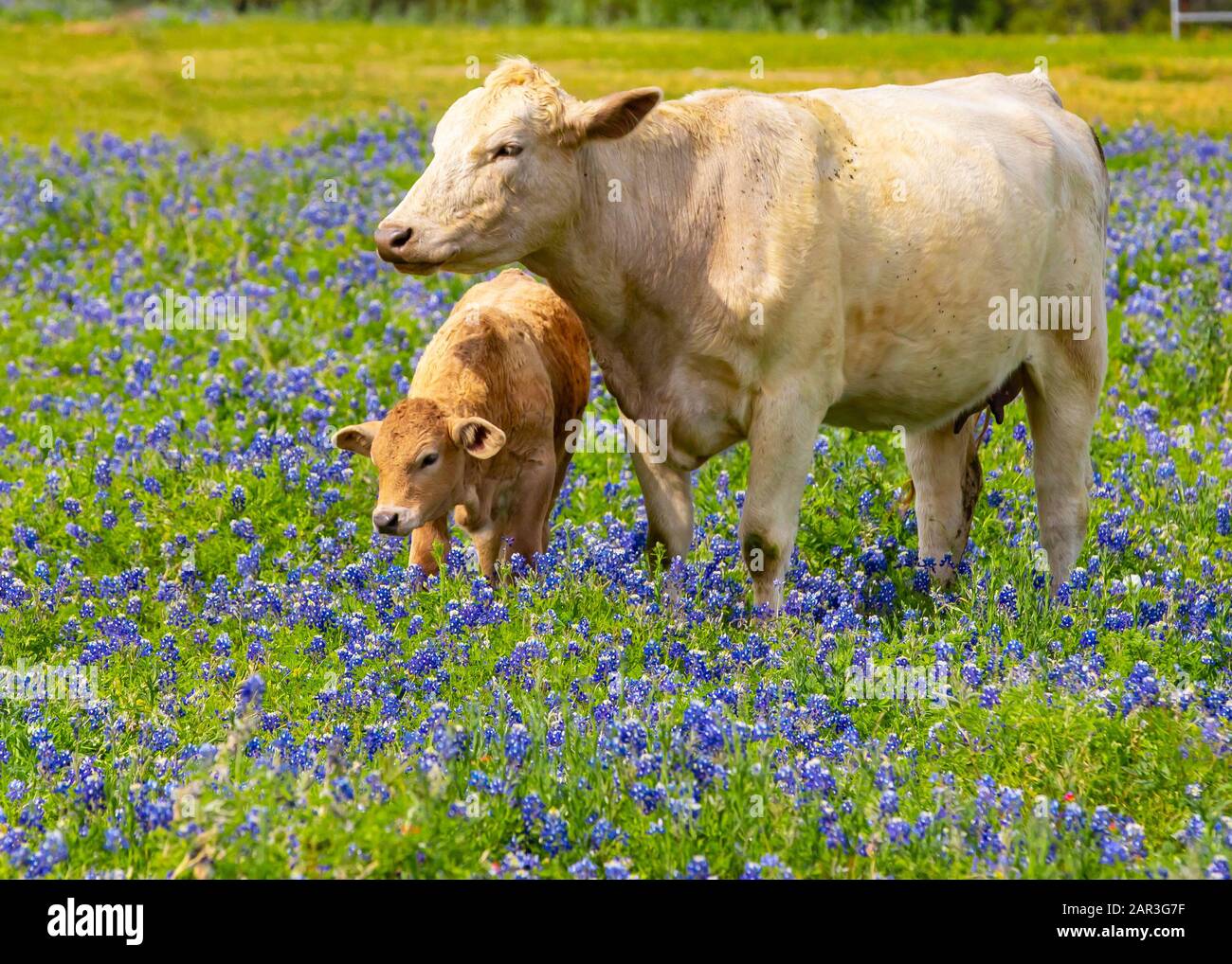 Mère vache avec bébé veau dans le domaine de bluebonnet Banque D'Images