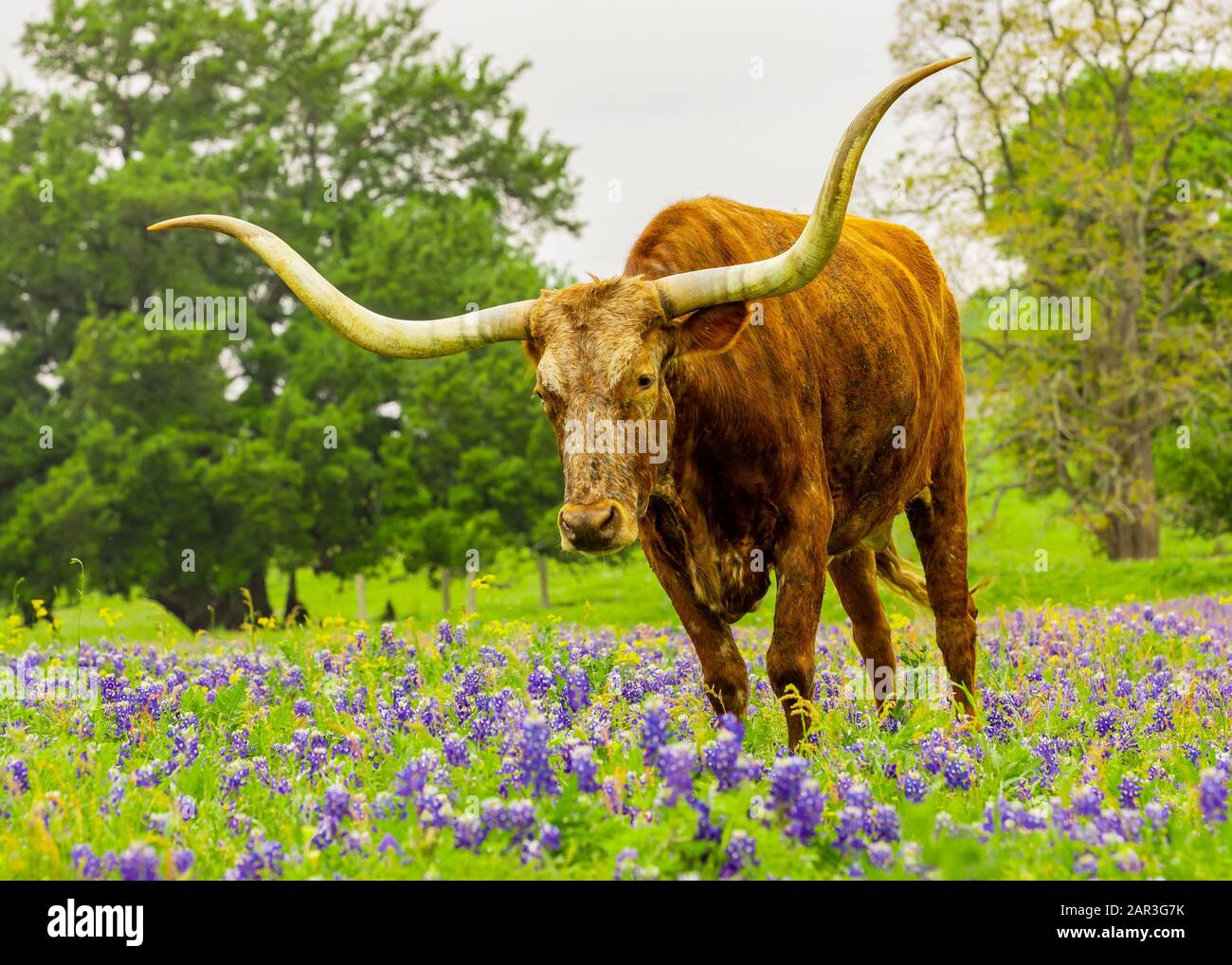 Texas Longhorn Banque D'Images