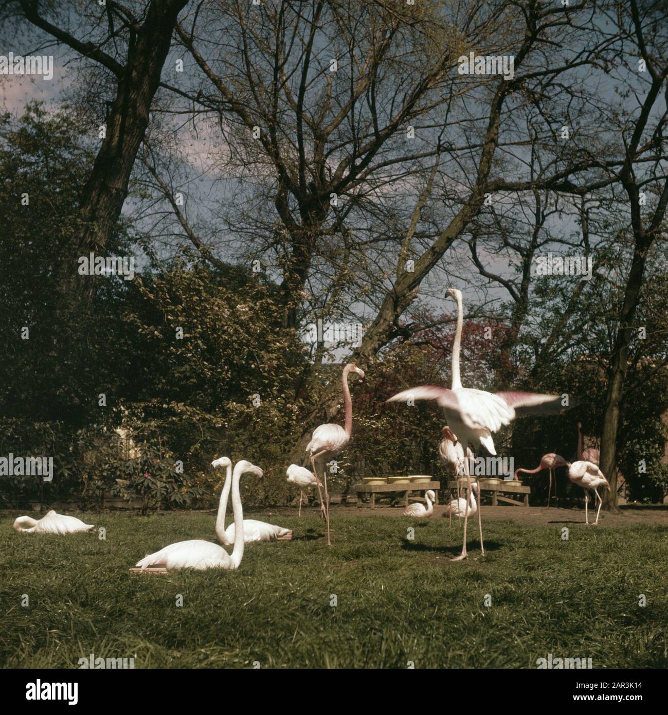 Oiseaux, flamingos Date: Non daté mots clés: Oiseaux Nom De La Personne: Flamingos Banque D'Images