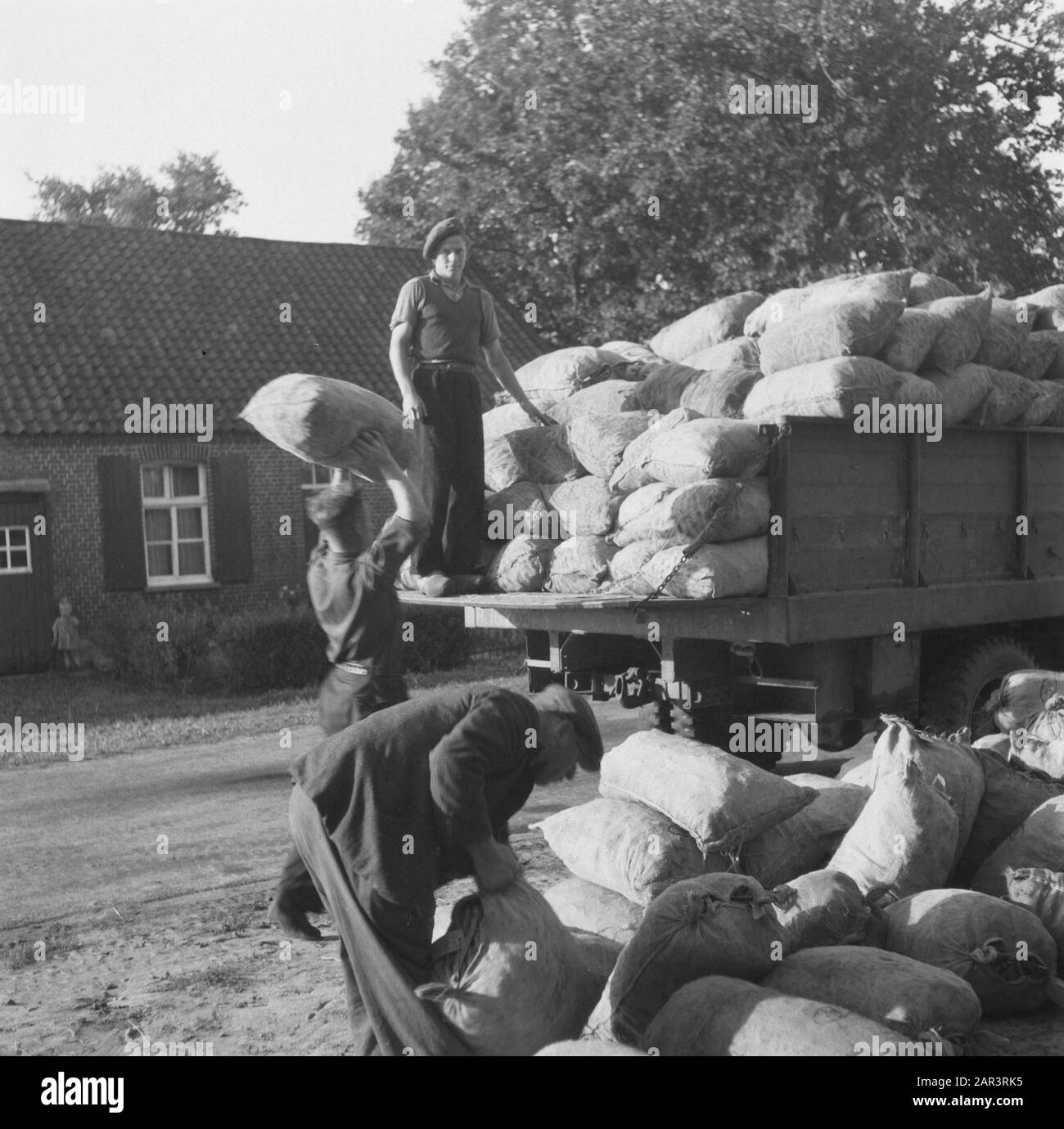 Fourniture de haricots à cordes pour la deuxième Guerre mondiale des Pays-Bas de l'Ouest, fournitures alimentaires Date : 1945 mots clés : seconde Guerre mondiale, installations alimentaires Banque D'Images