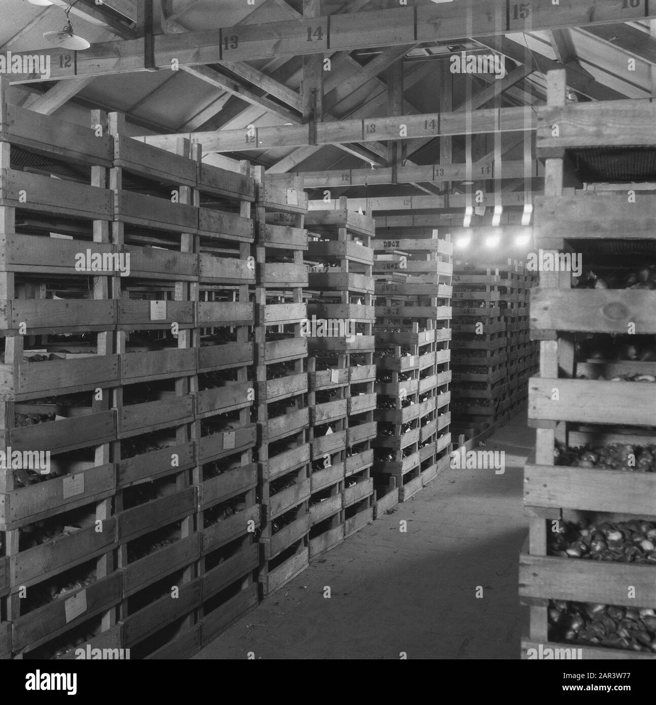 Expédition de boîtes de bulbes de fleurs en Suède Boîtes de bulbes de fleurs dans un hangar Date: 1945 mots clés: Bulbes de fleurs, exportation Banque D'Images