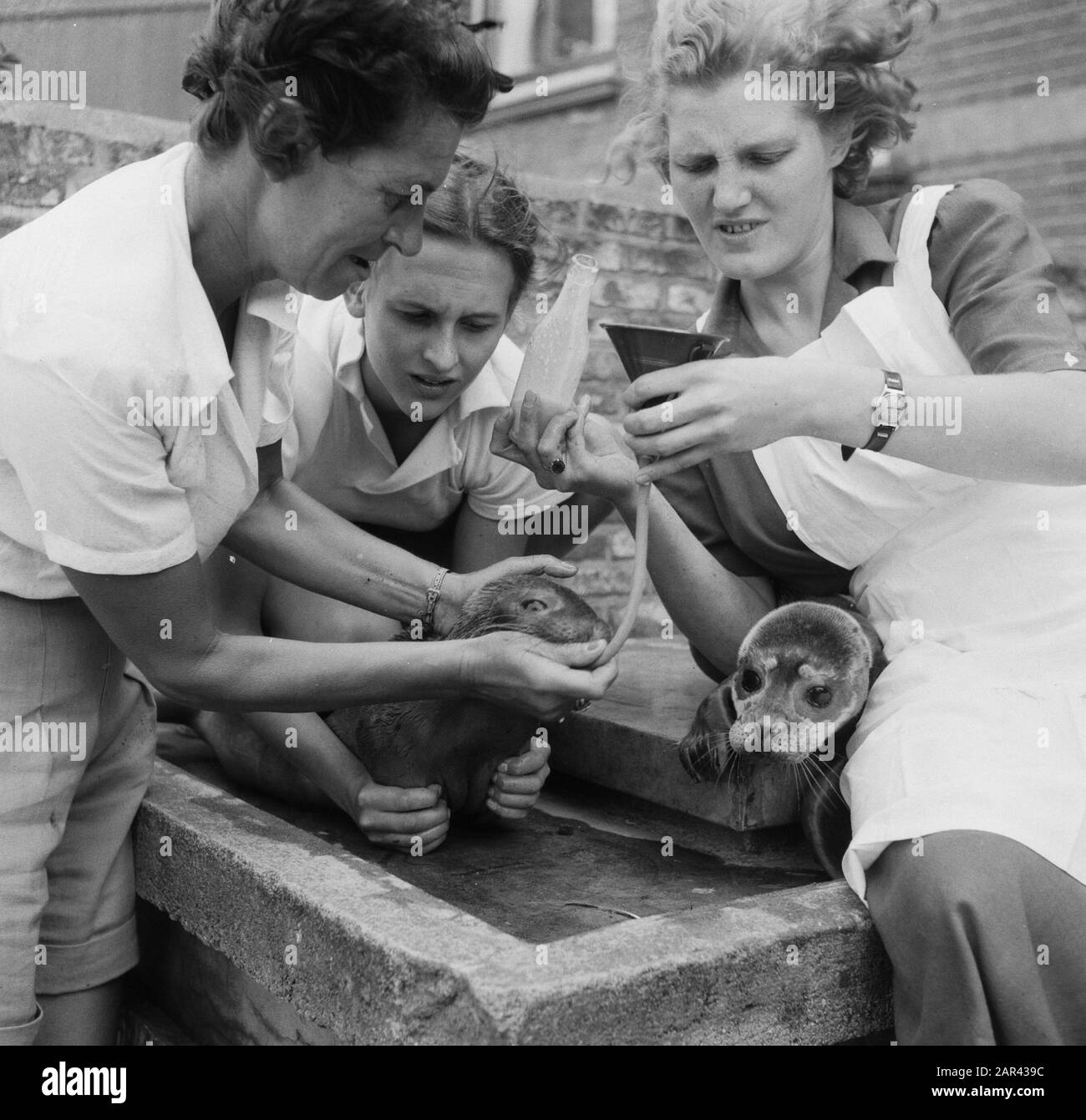 Alimentation des jeunes phoques Date: 19 juillet 1950 lieu: Fllissingen, Zeeland mots clés: Sceaux Banque D'Images