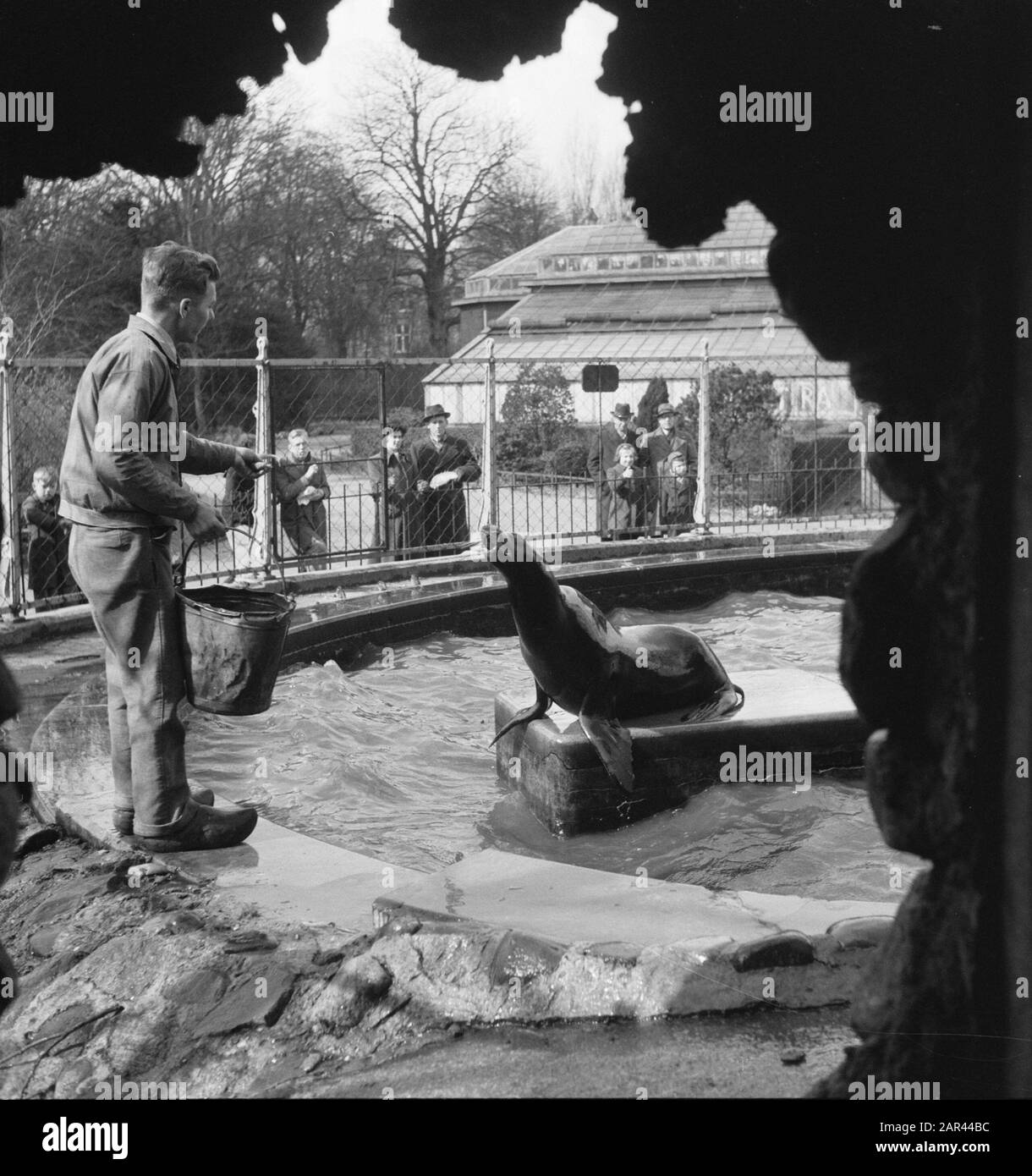 Otaries in Artis nourrir Date: 28 mars 1951 lieu: Amsterdam, Noord-Holland mots clés: Animaux, zoos, otaries Nom de l'établissement: Artis Banque D'Images