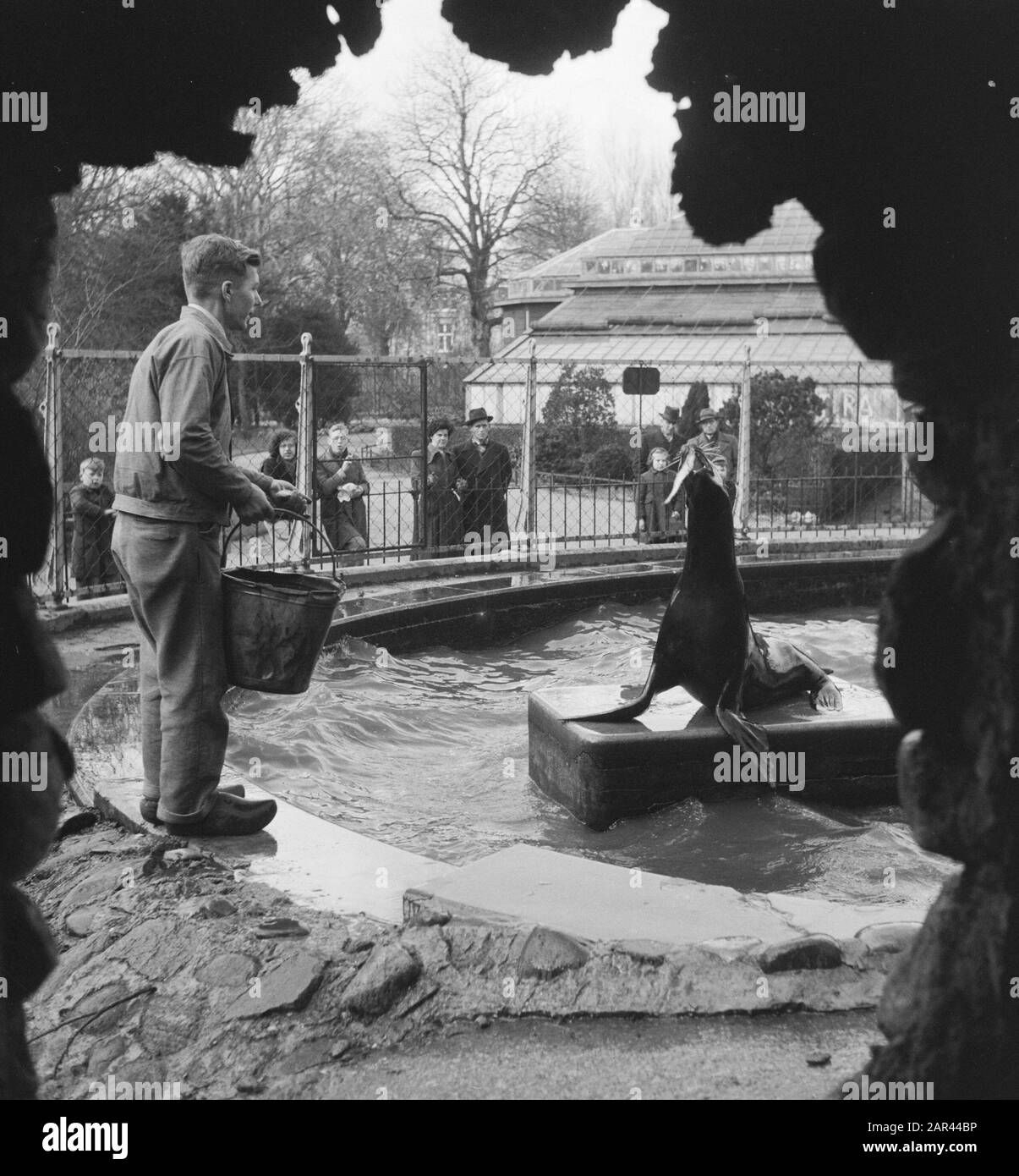 Otaries in Artis nourrir Date: 28 mars 1951 lieu: Amsterdam, Noord-Holland mots clés: Animaux, zoos, otaries Nom de l'établissement: Artis Banque D'Images