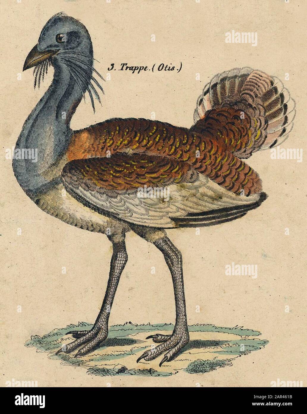 Grand buzard Otis tarda, Lorenz Oken (, ) Banque D'Images