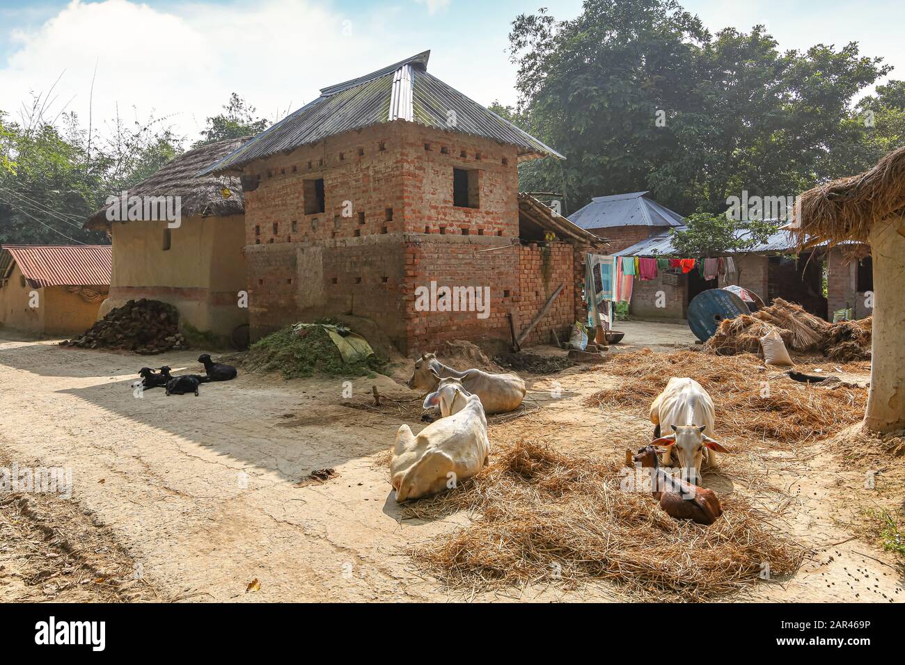 Village rural indien avec vue sur les huttes de maisons de boue et le bétail de village dans un village tribal du Bengale occidental, en Inde Banque D'Images