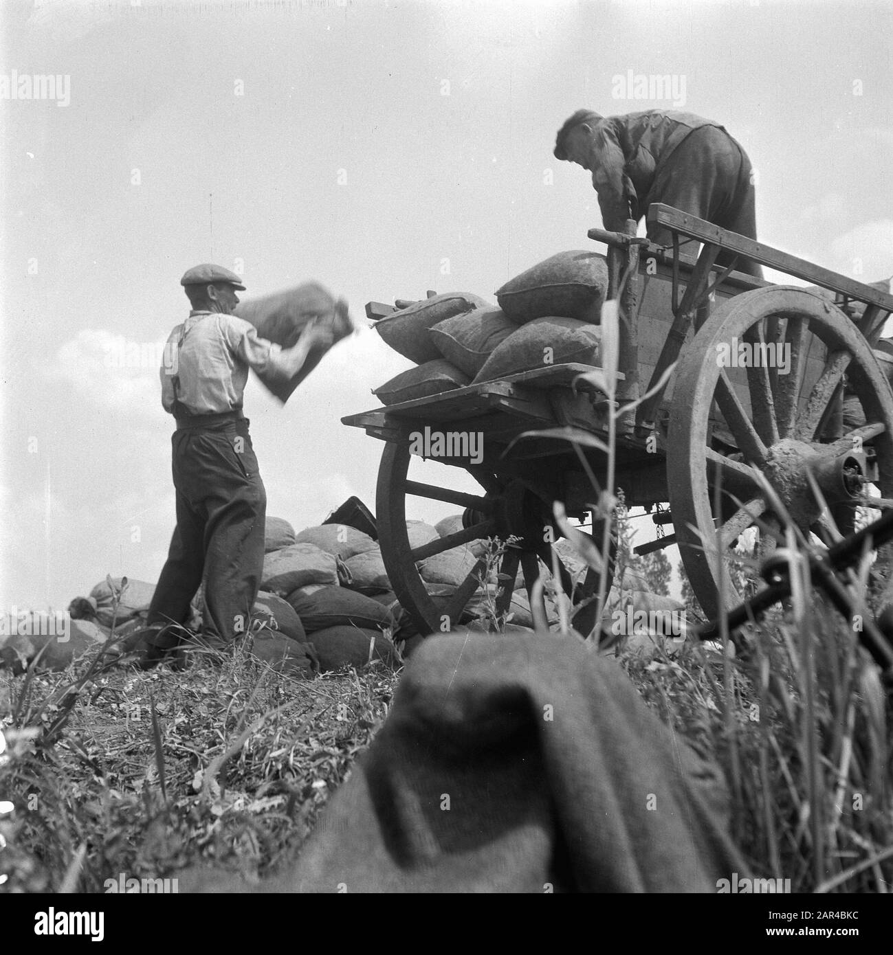 Cueillette des pois Date : 9 juillet 1947 mots clés : pois Banque D'Images