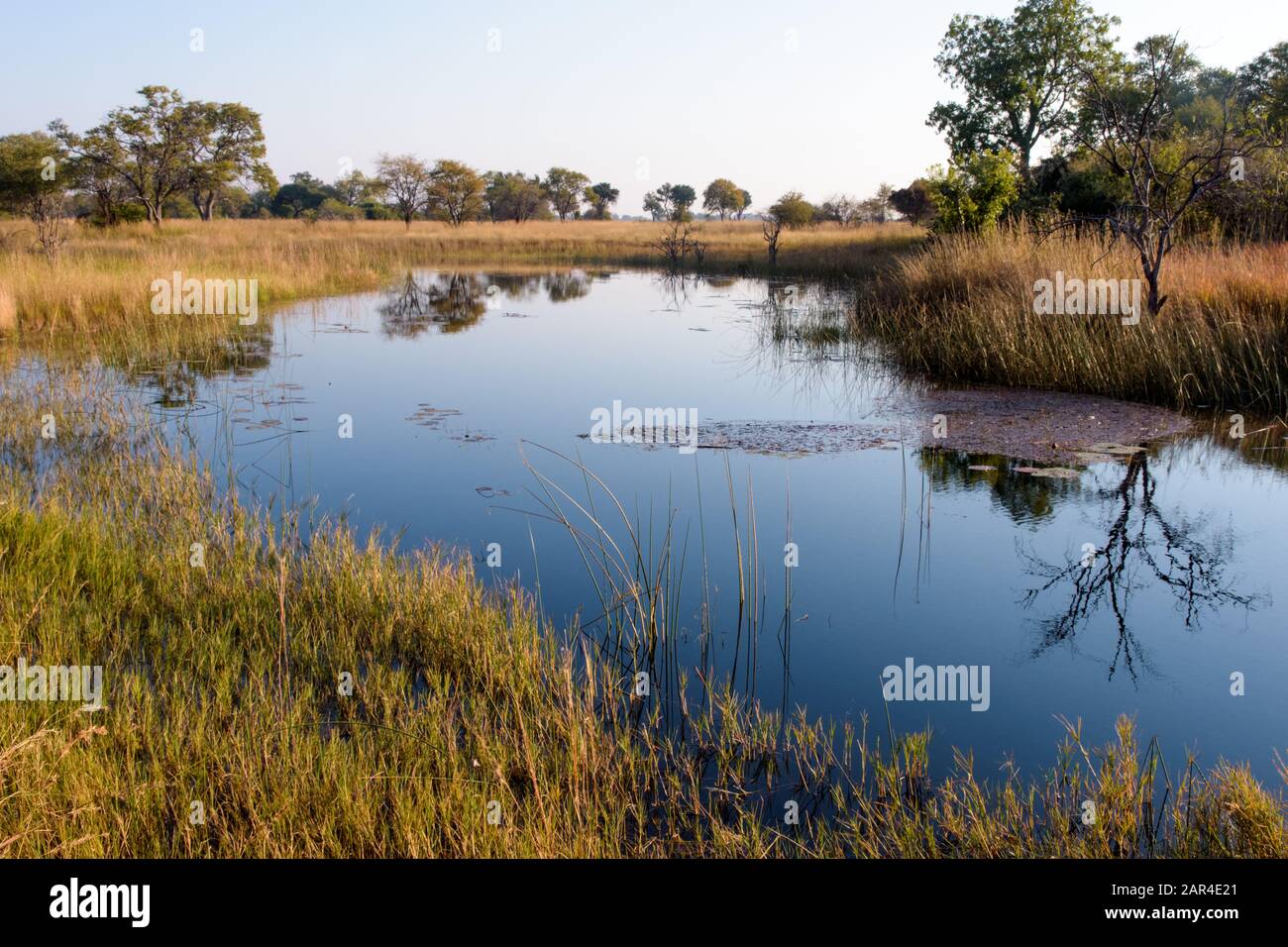 Un bassin de tranquillité dans le fleuve Kwando, en Namibie Banque D'Images