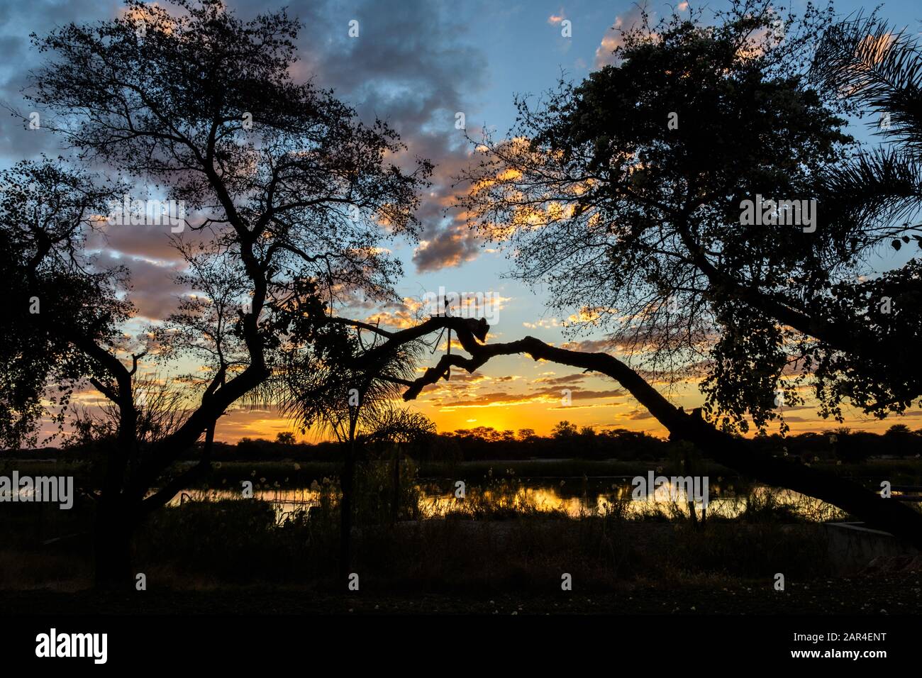 Coucher de soleil sur la rivière Okavango avec des arbres silhouettés Banque D'Images