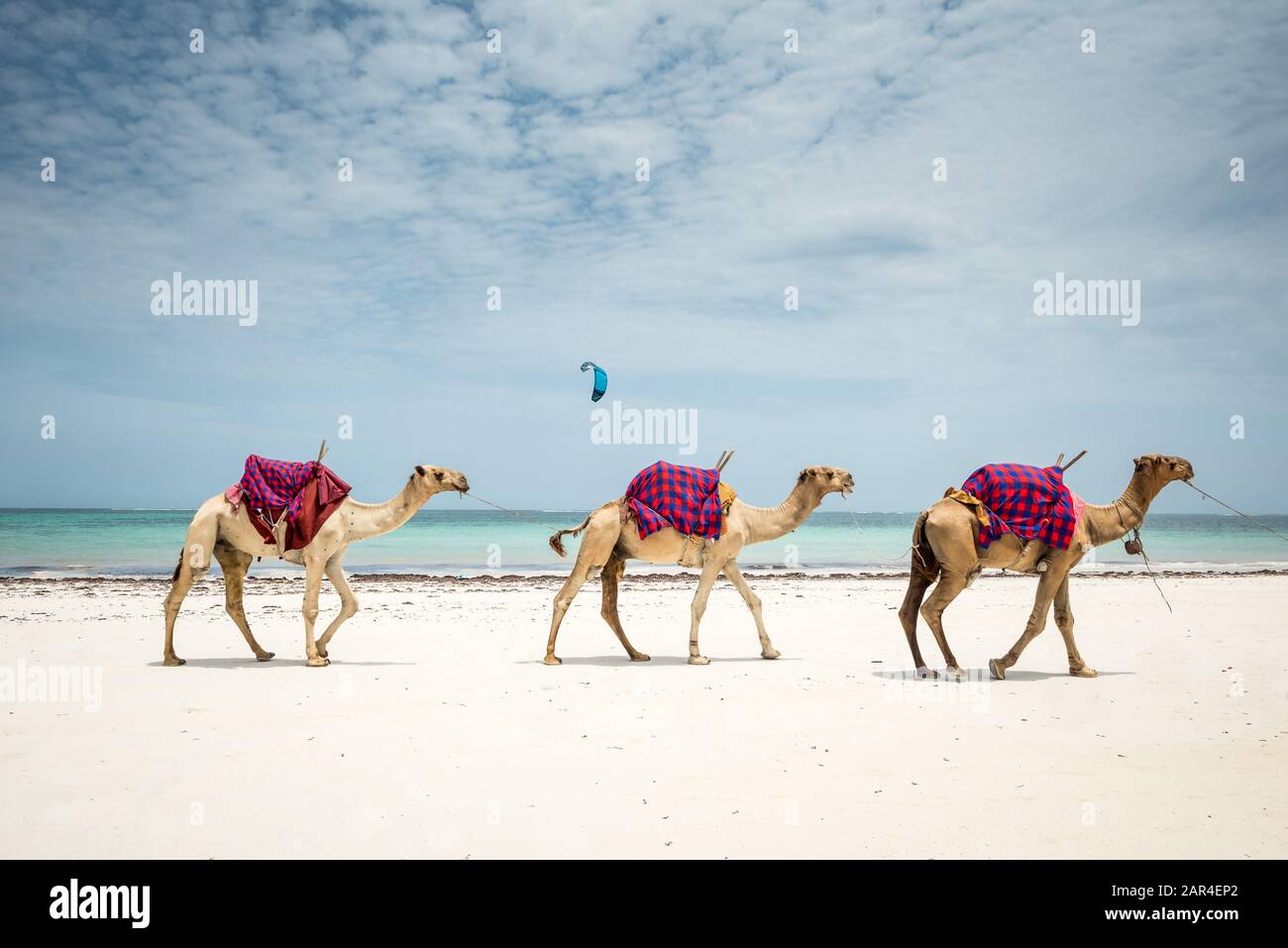 Watamu, Diani plage paysage Kenya, Zanzibar, Tanzanie masai maasai et vélo sur la plage Banque D'Images Watamu, Diani plage paysage Kenya, Zanzibar, Tanzanie masai maasai et vélo sur la plage Banque D'Images
