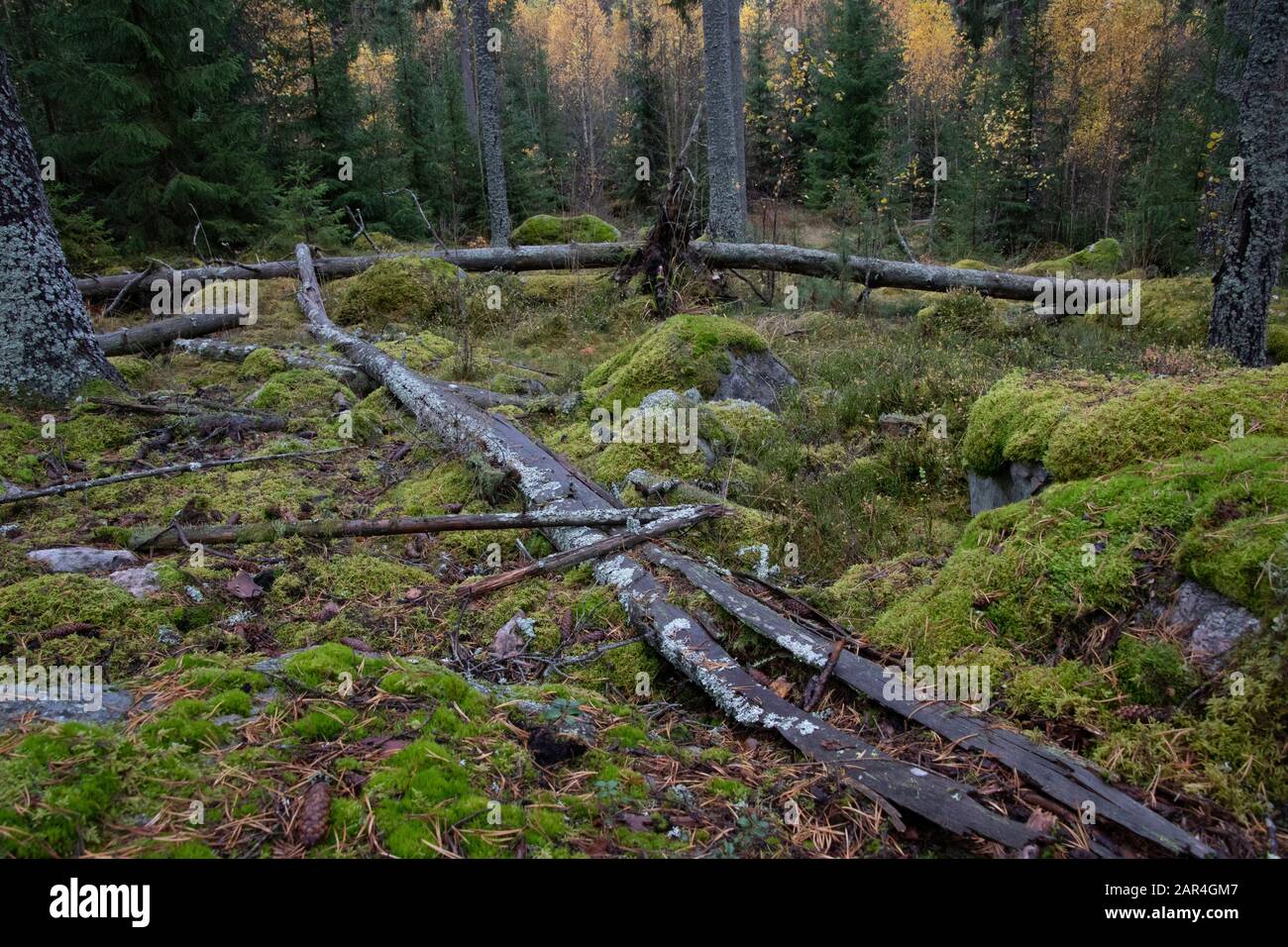 Forêt d'épinette avec un arbre d'épinette à position allongée en relief Banque D'Images