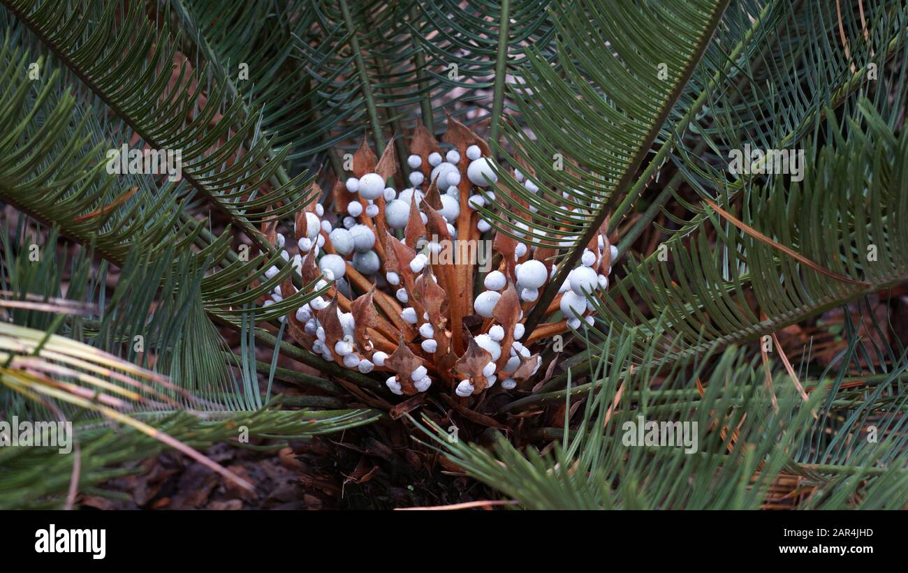 Gros plan photo de Cycas cairnsiana Cycacacacaceae, graines bleues avec gouttelettes d'eau, femelle dans la graine Banque D'Images