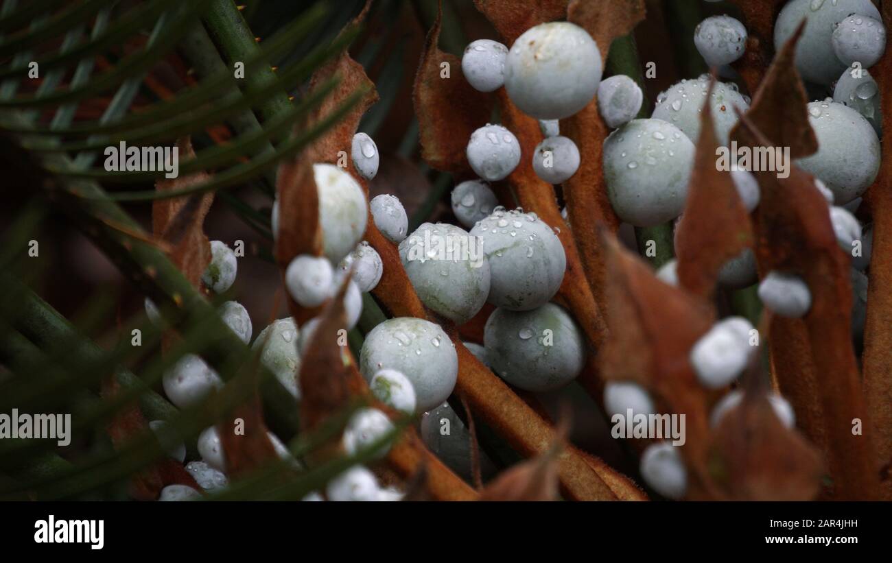 Gros plan photo de Cycas cairnsiana Cycacacacaceae, graines bleues avec gouttelettes d'eau, femelle dans la graine Banque D'Images