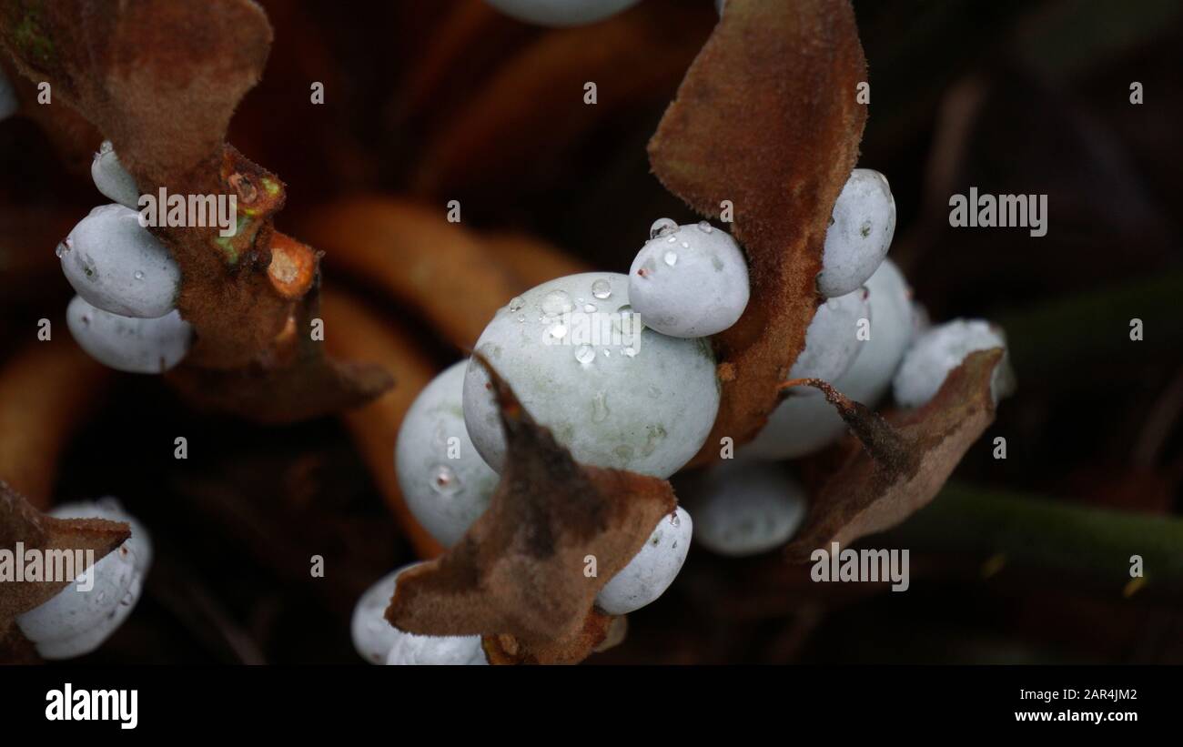 Gros plan photo de Cycas cairnsiana Cycacacacaceae, graines bleues avec gouttelettes d'eau, femelle dans la graine Banque D'Images