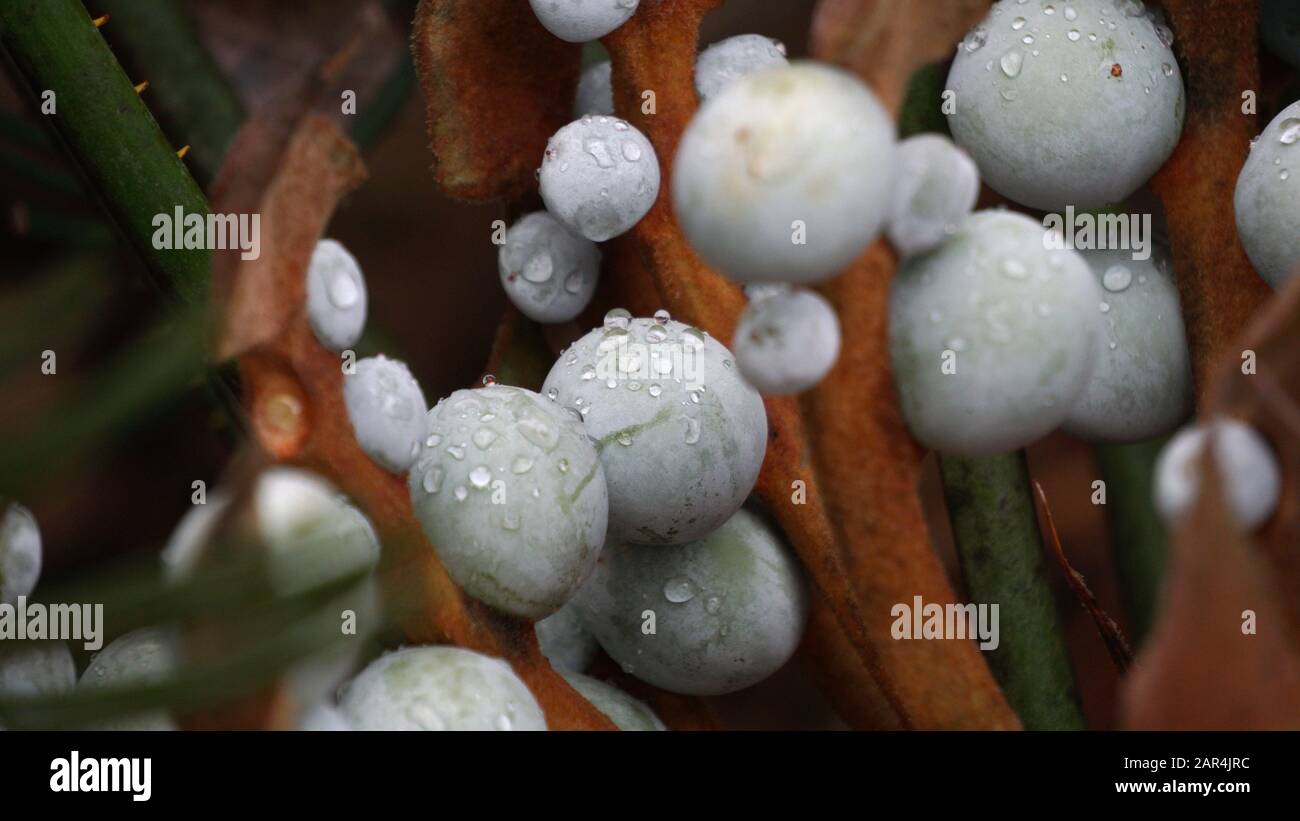 Gros plan photo de Cycas cairnsiana Cycacacacaceae, graines bleues avec gouttelettes d'eau, femelle dans la graine Banque D'Images