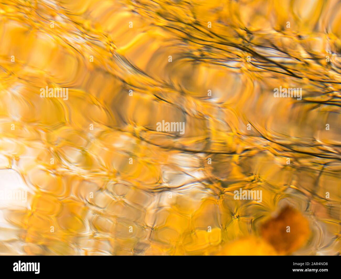 Vue sous-marine floue des arbres de couleur automnale à travers l'eau ondulée surface Banque D'Images