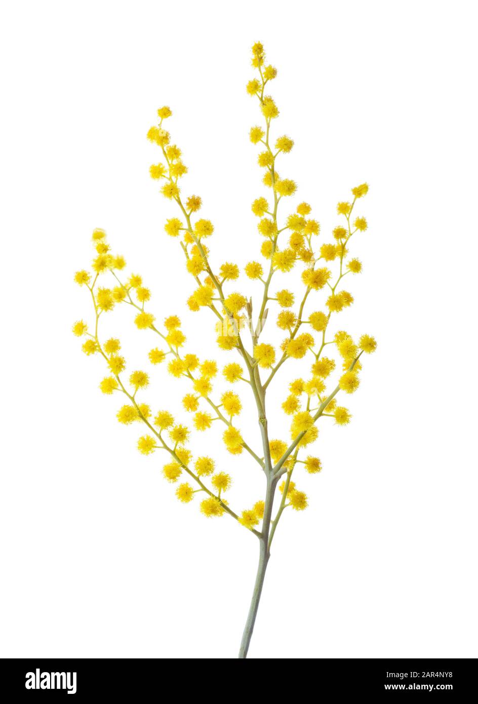Branche de fleurs de Mimosa isolée sur fond blanc. Banque D'Images
